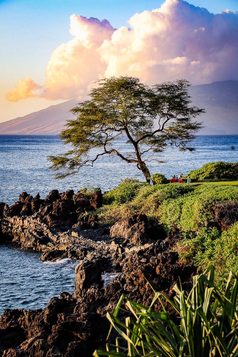 Maui Tree-0782.jpg