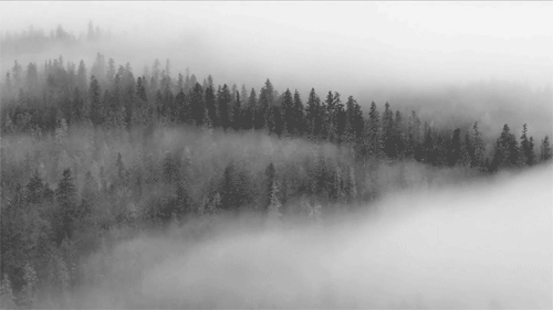 black-and-white-fog-foggy-forest-favim-com-369984.gif