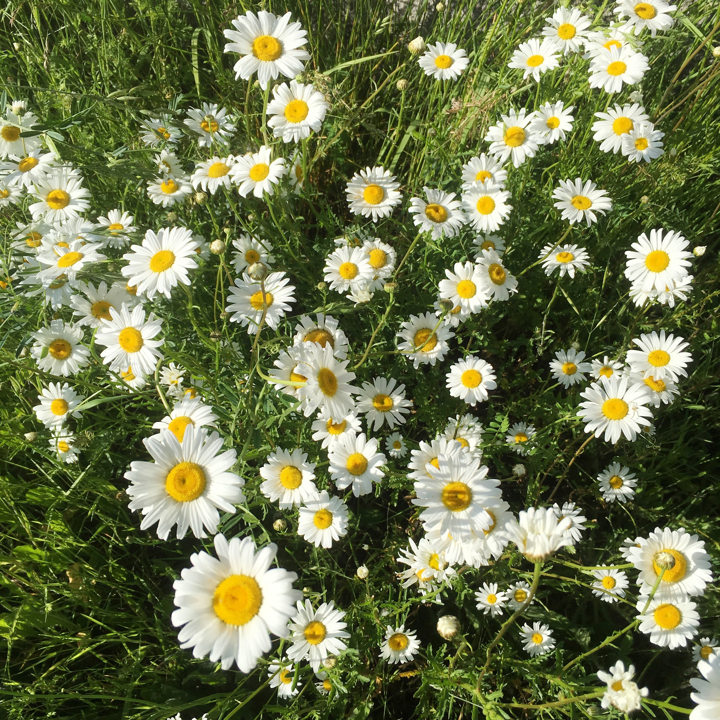 Pretty flowers