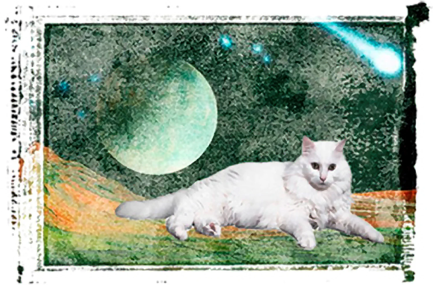 Cat on Zorbis © Kelly Naylor 2007