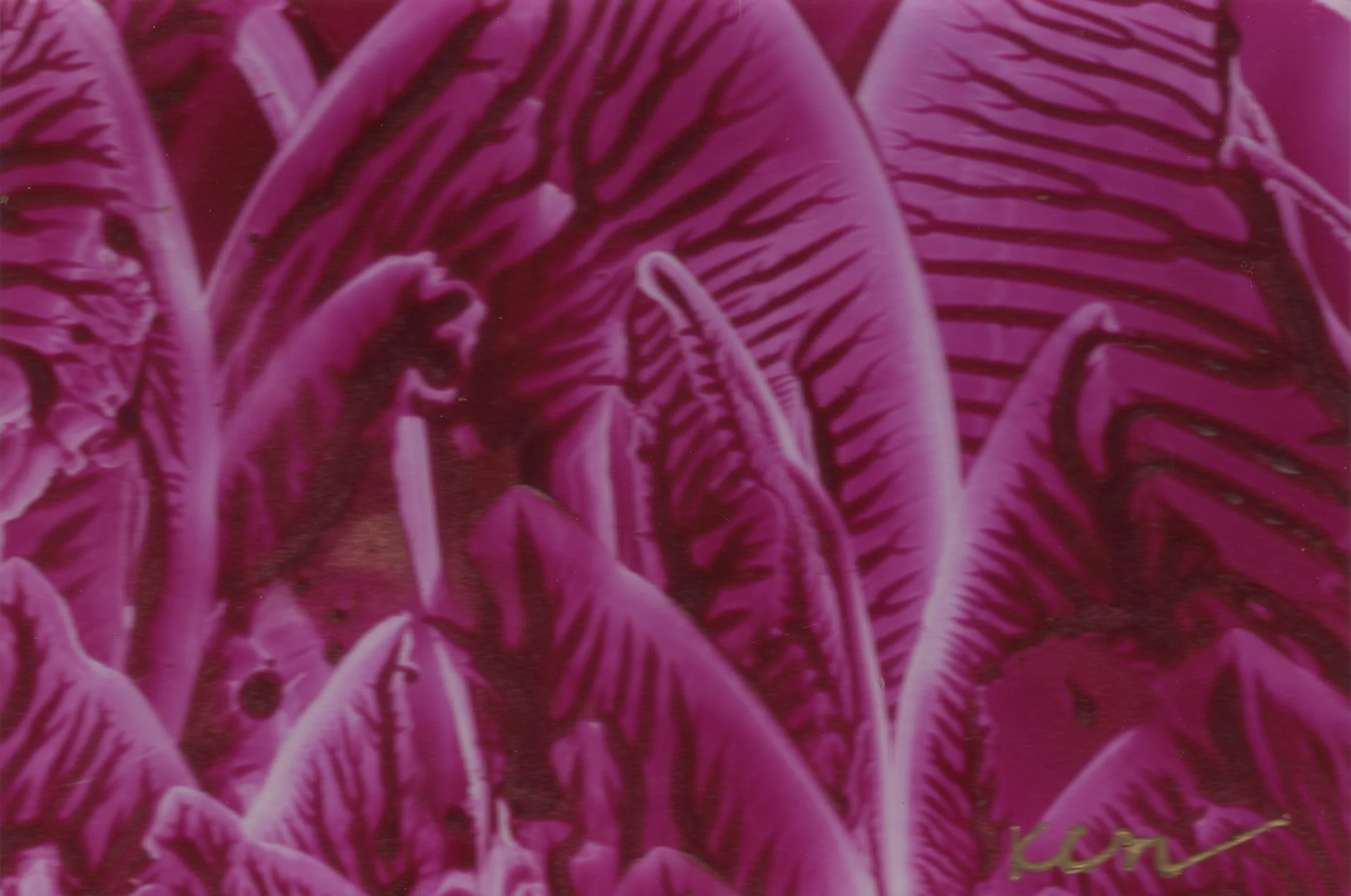 Red Ferns.jpg