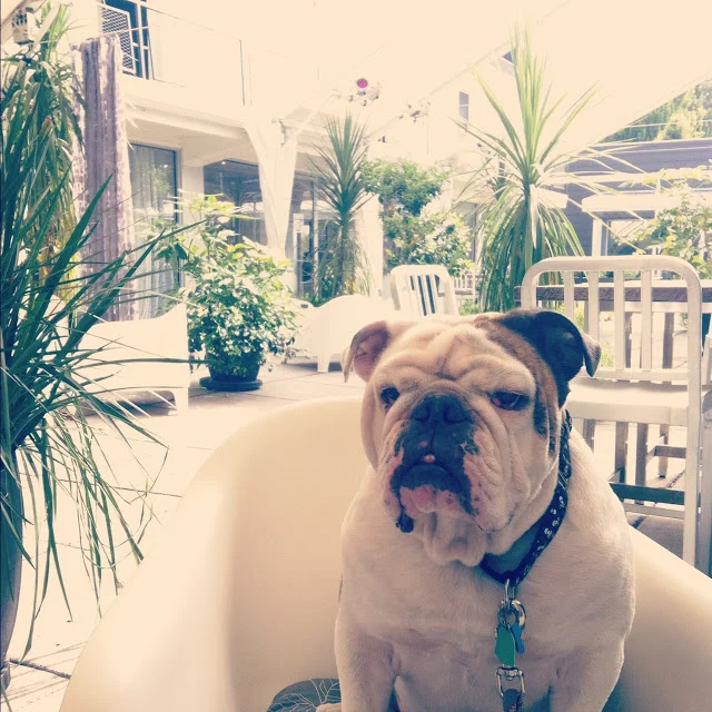 Fresh Faves: Birthdays in Portland