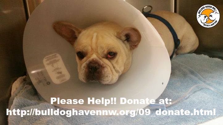 Help Bulldog Haven NW & Seattle COLA!