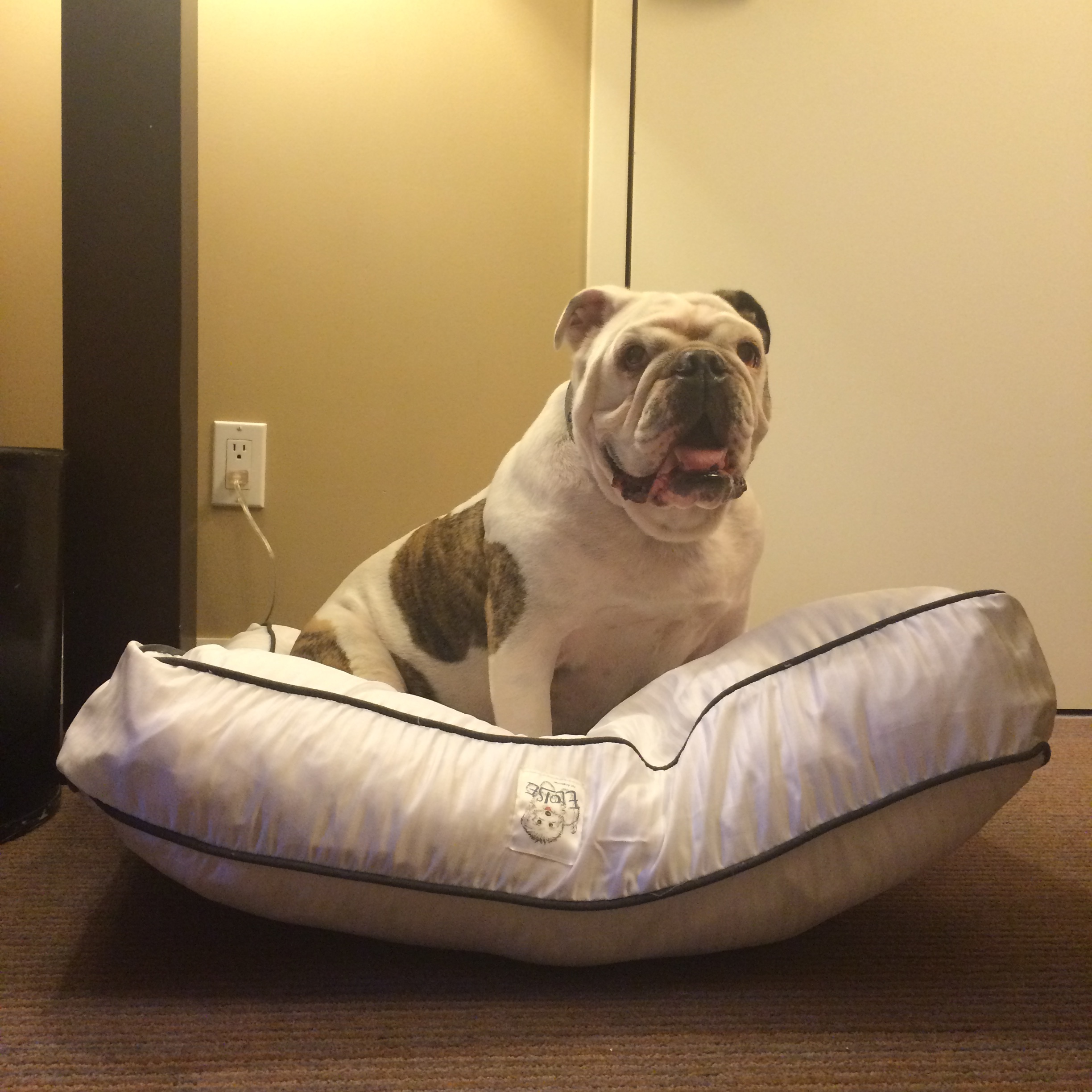 Heavenly Dog Bed just for me!