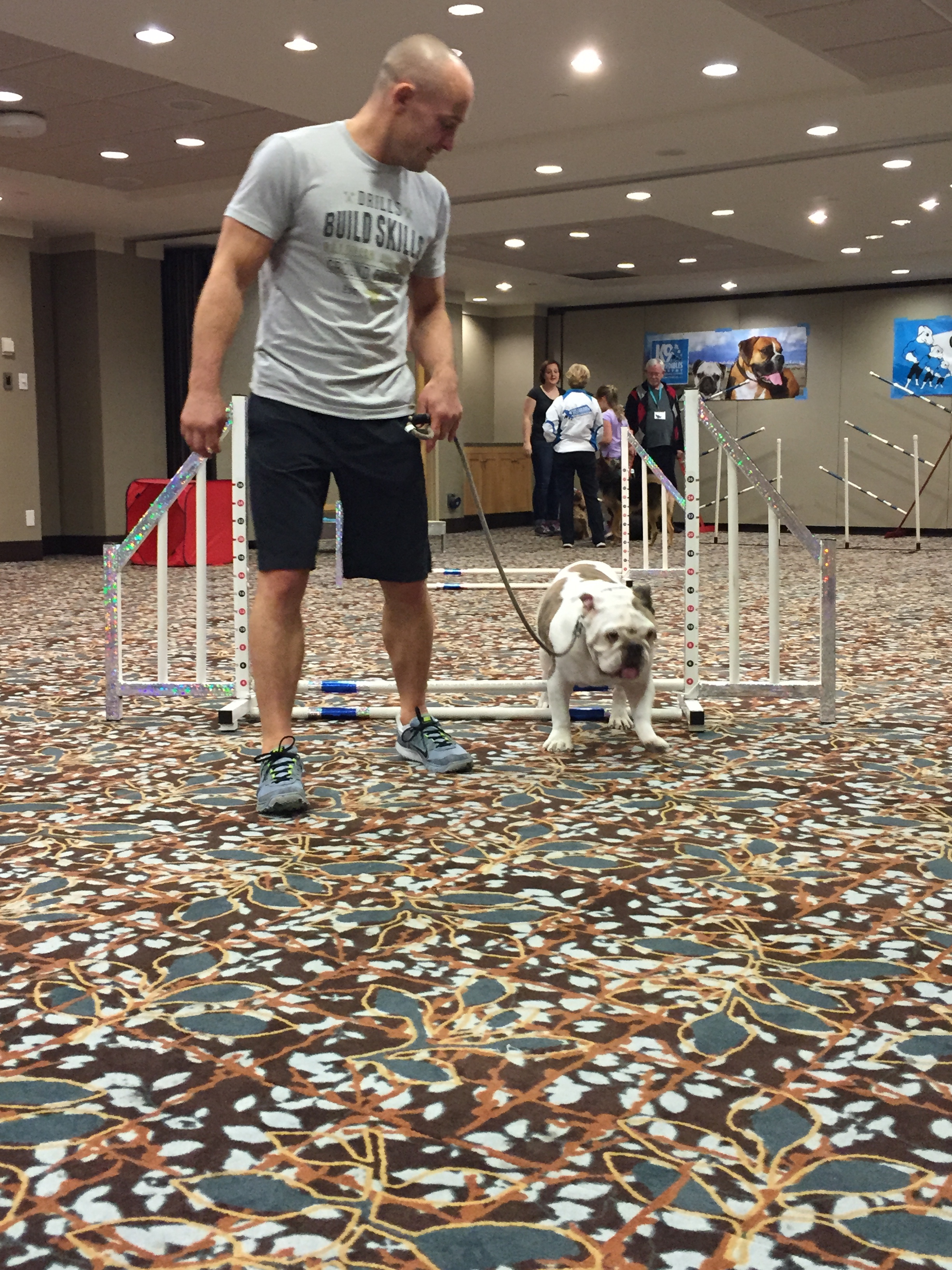 Spike mastering K9Incredibles Agility workshop!