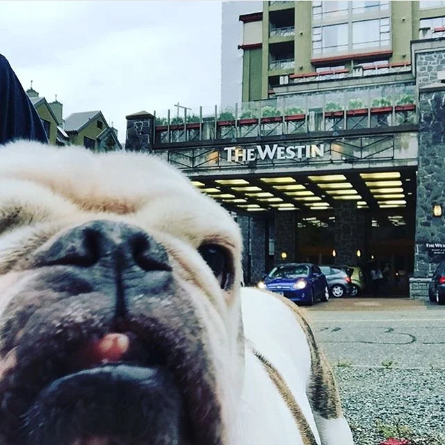 It's a Heavenly Dog's Life: Woof Weekend at The Westin Whistler