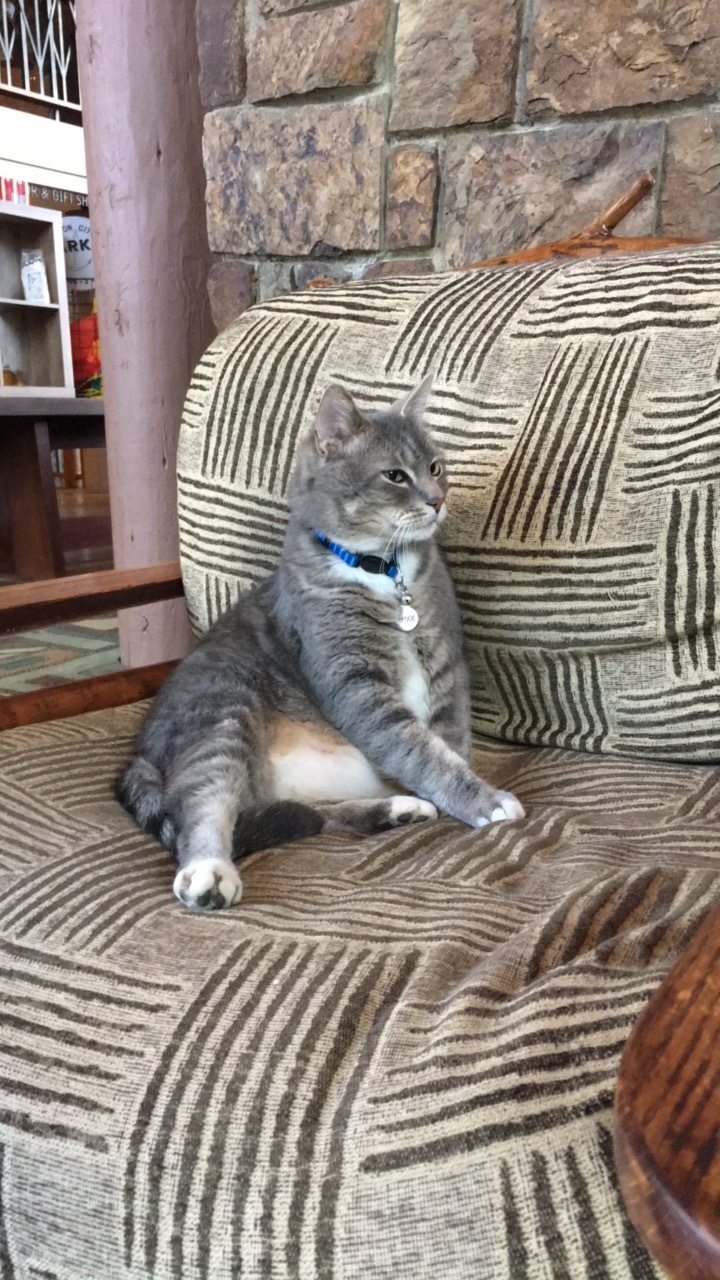 Don't forget to say hi to the lobby cats, Alder & Brook!