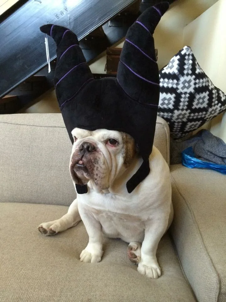 Treating Pets on Halloween – Tips From an Expert (sponsored)