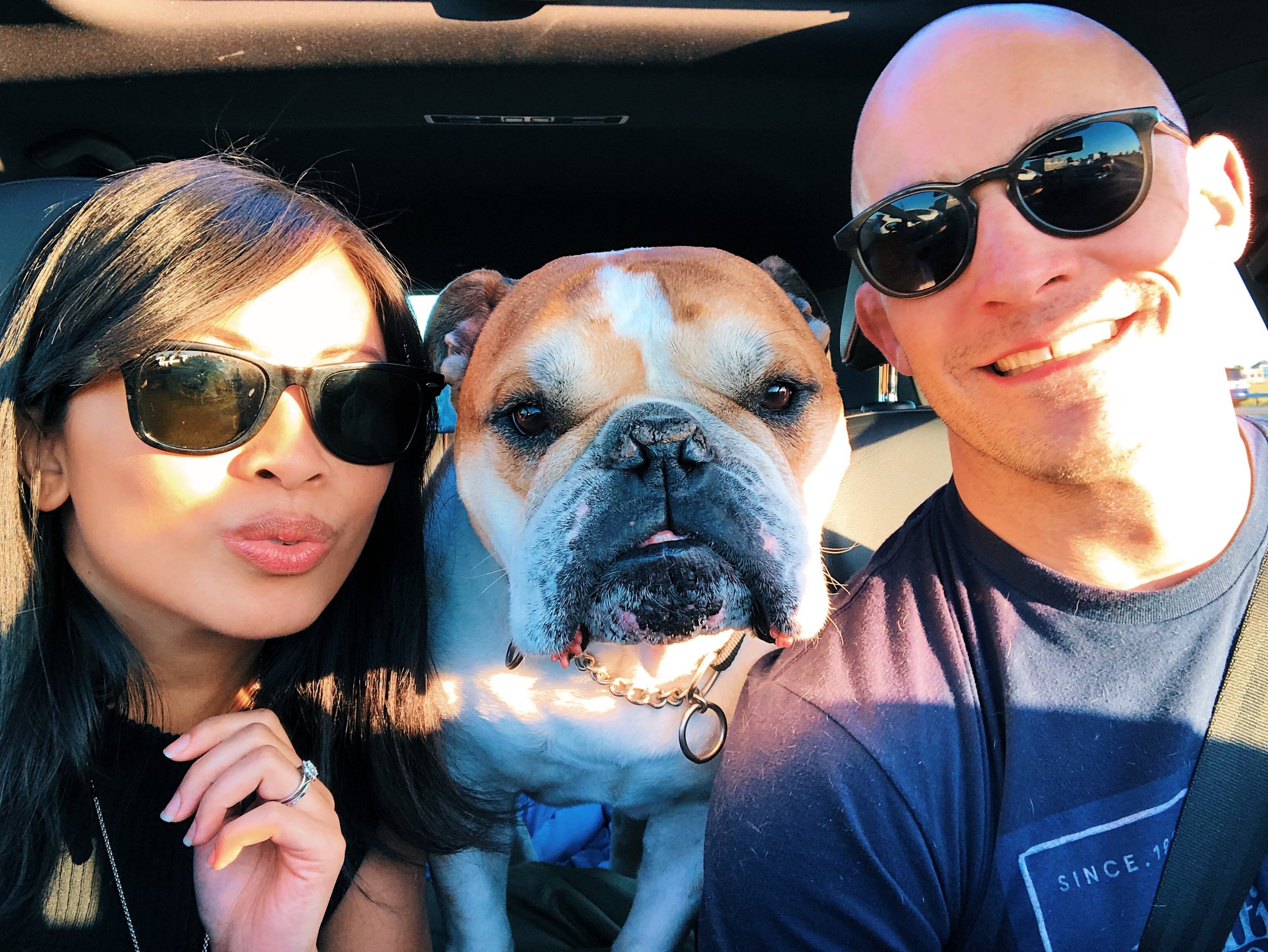 pacific nw bulldog rescue