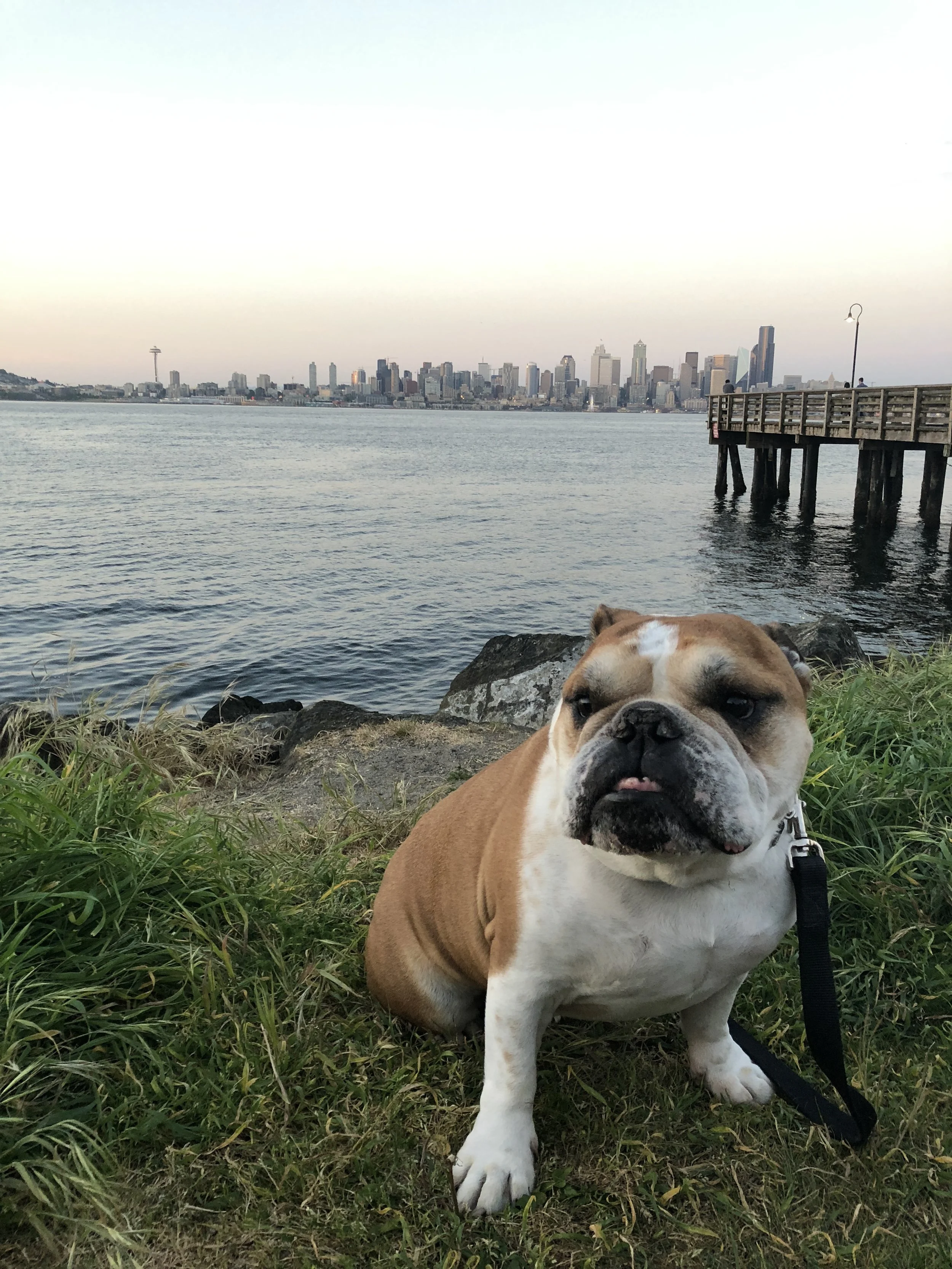 pacific nw bulldog rescue