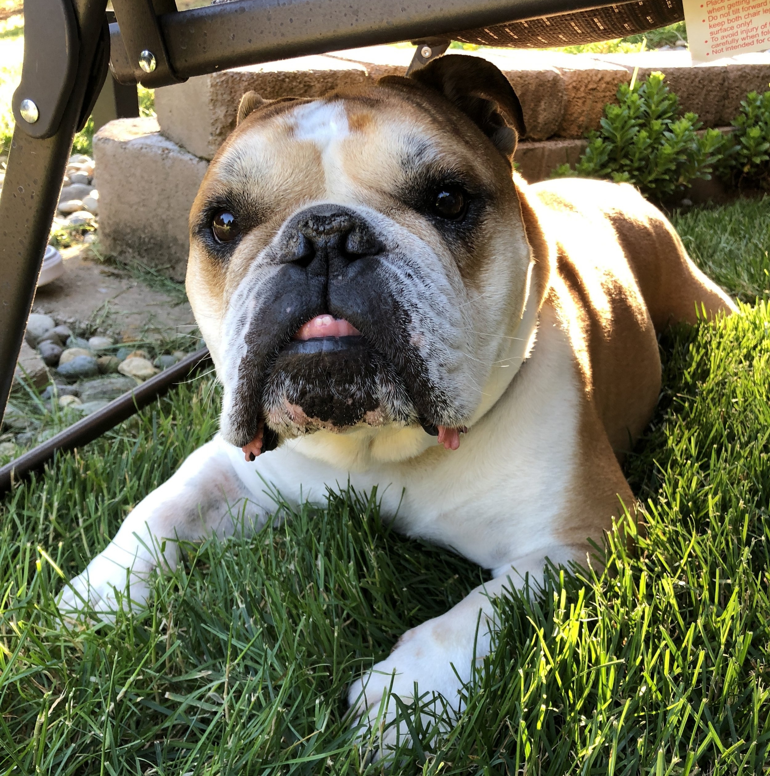 Seattle/Portland Rescues! Uplift the Underdogs with Petcurean (Sponsored)