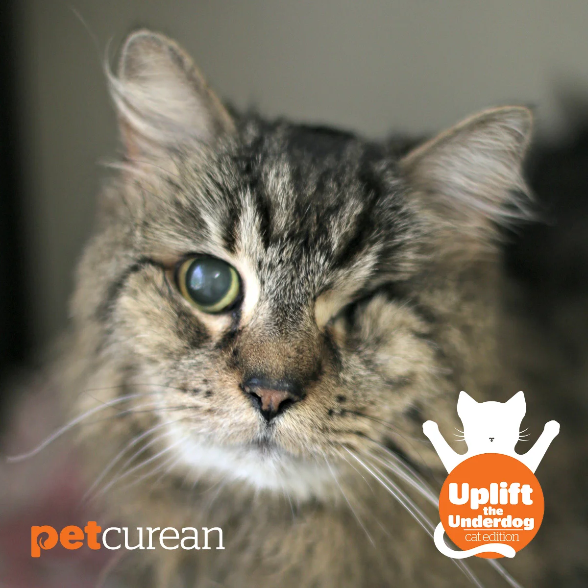 Check out Petcurean's Uplift the Underdog: Cat Edition Contest!