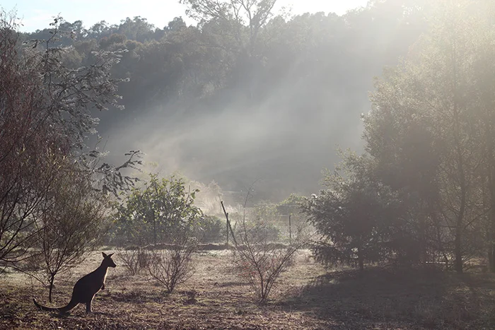 morning kangaroo.jpg