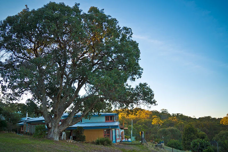 House + Glen's tree.jpg
