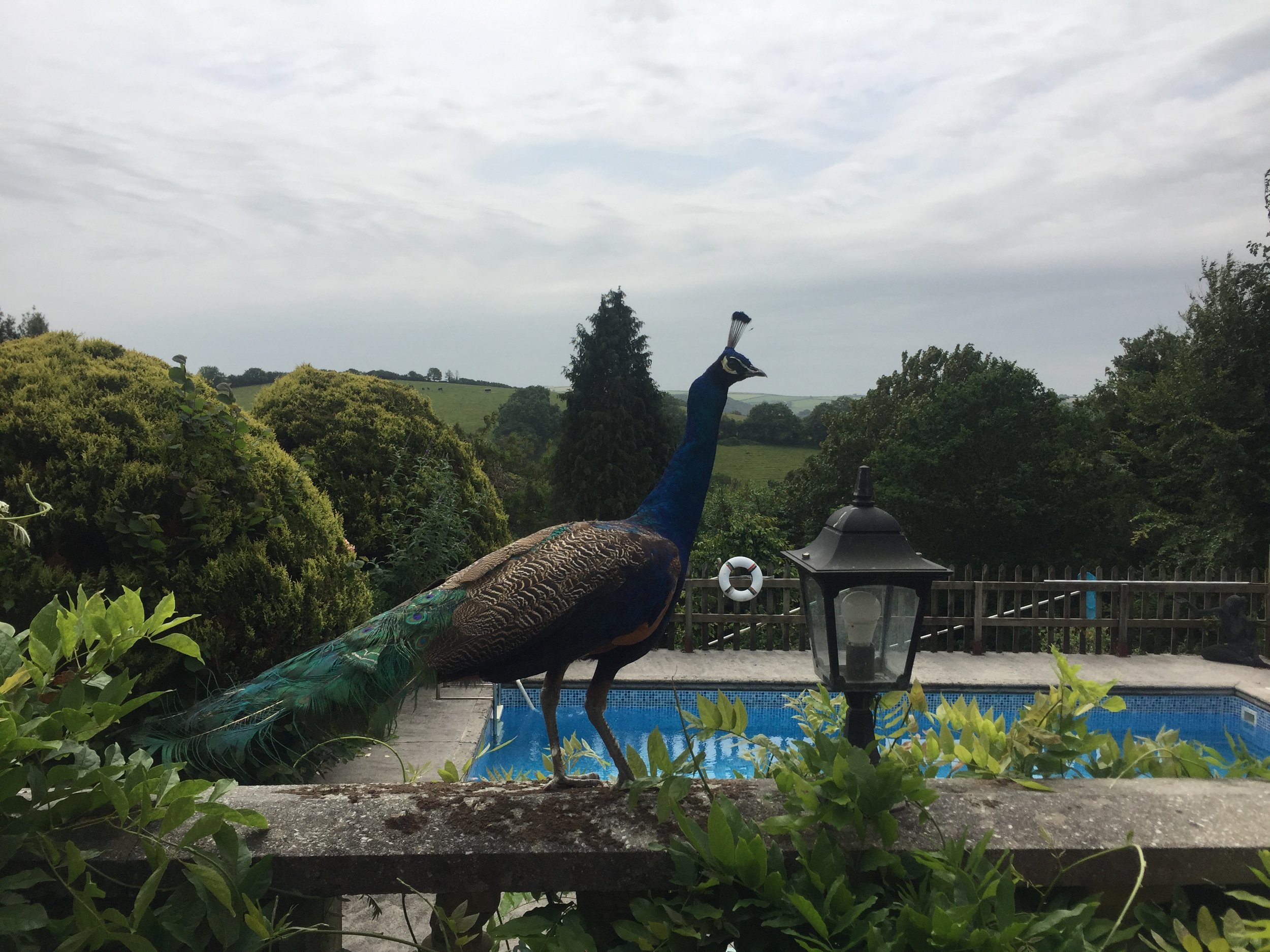 Peacock and pool.jpg