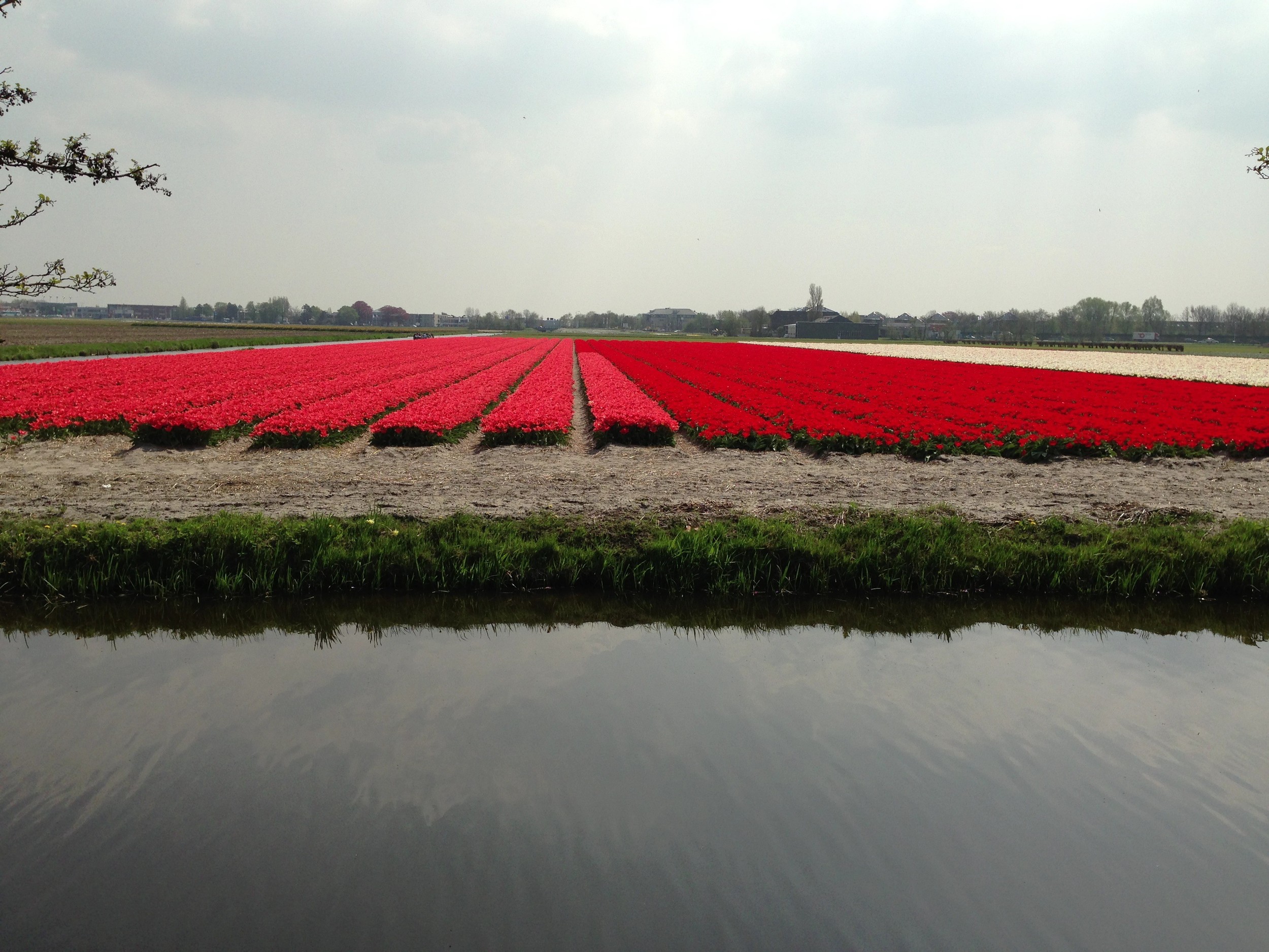 Blomsteridéer i Holland, Blomsterideer, Annie Dorthe Sandholm