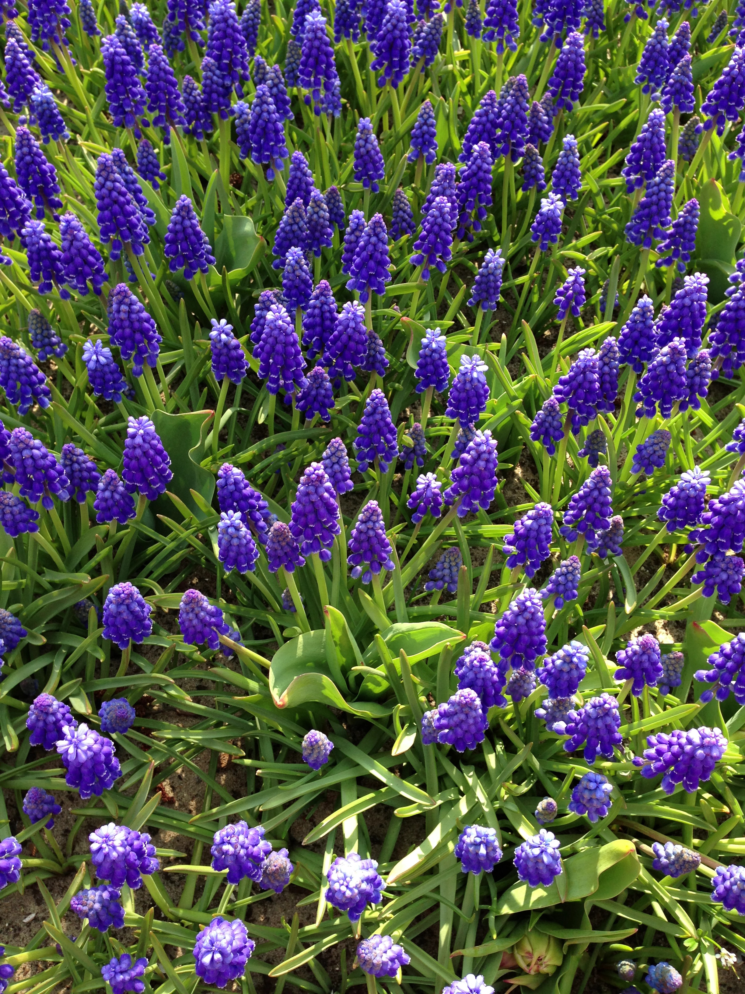 Blomsteridéer i Holland