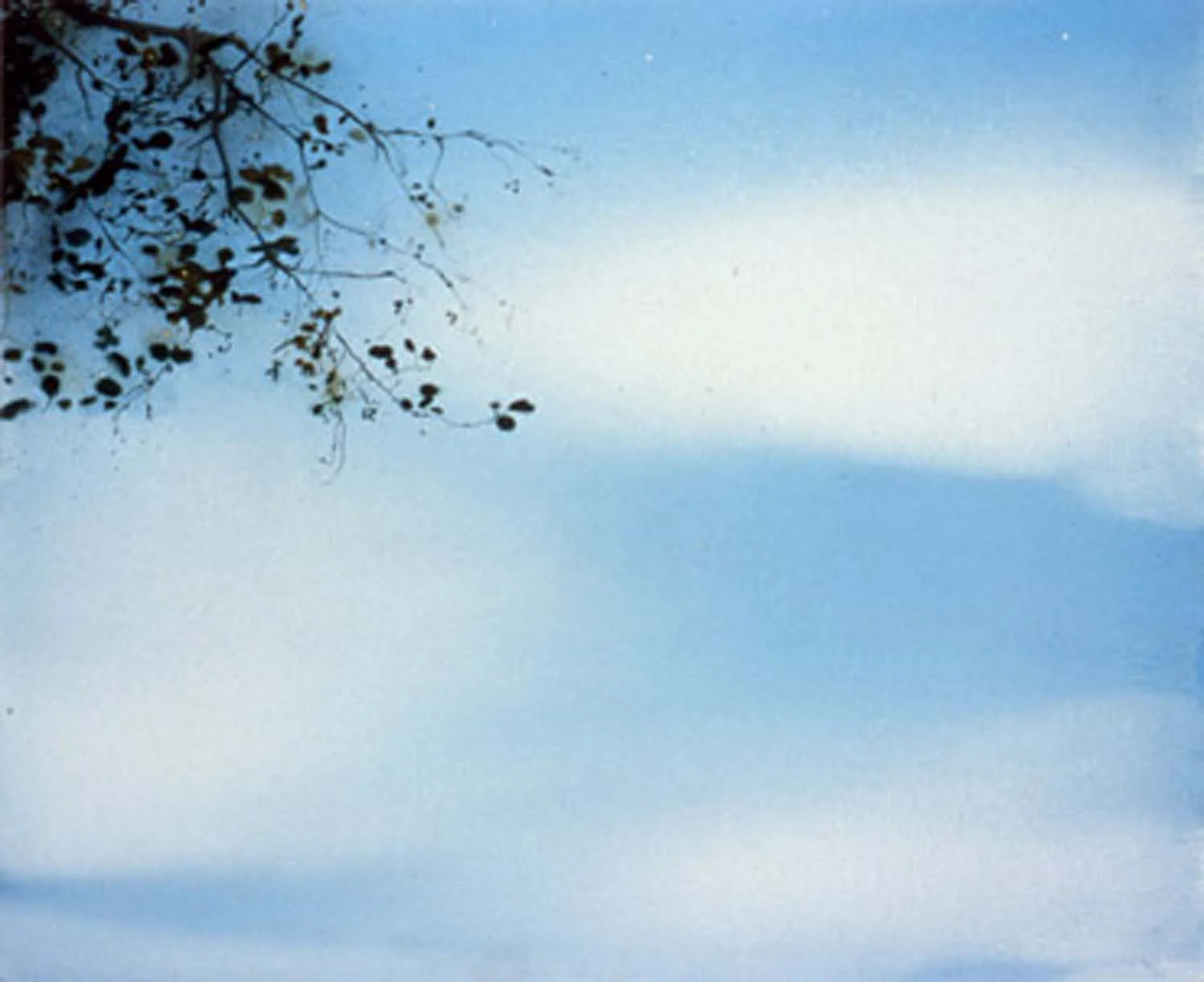 em-skybranch2.jpg