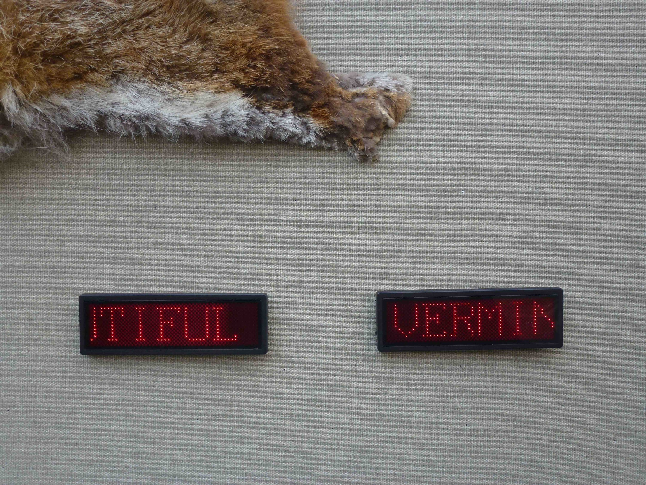 Foxing FP 2.jpg