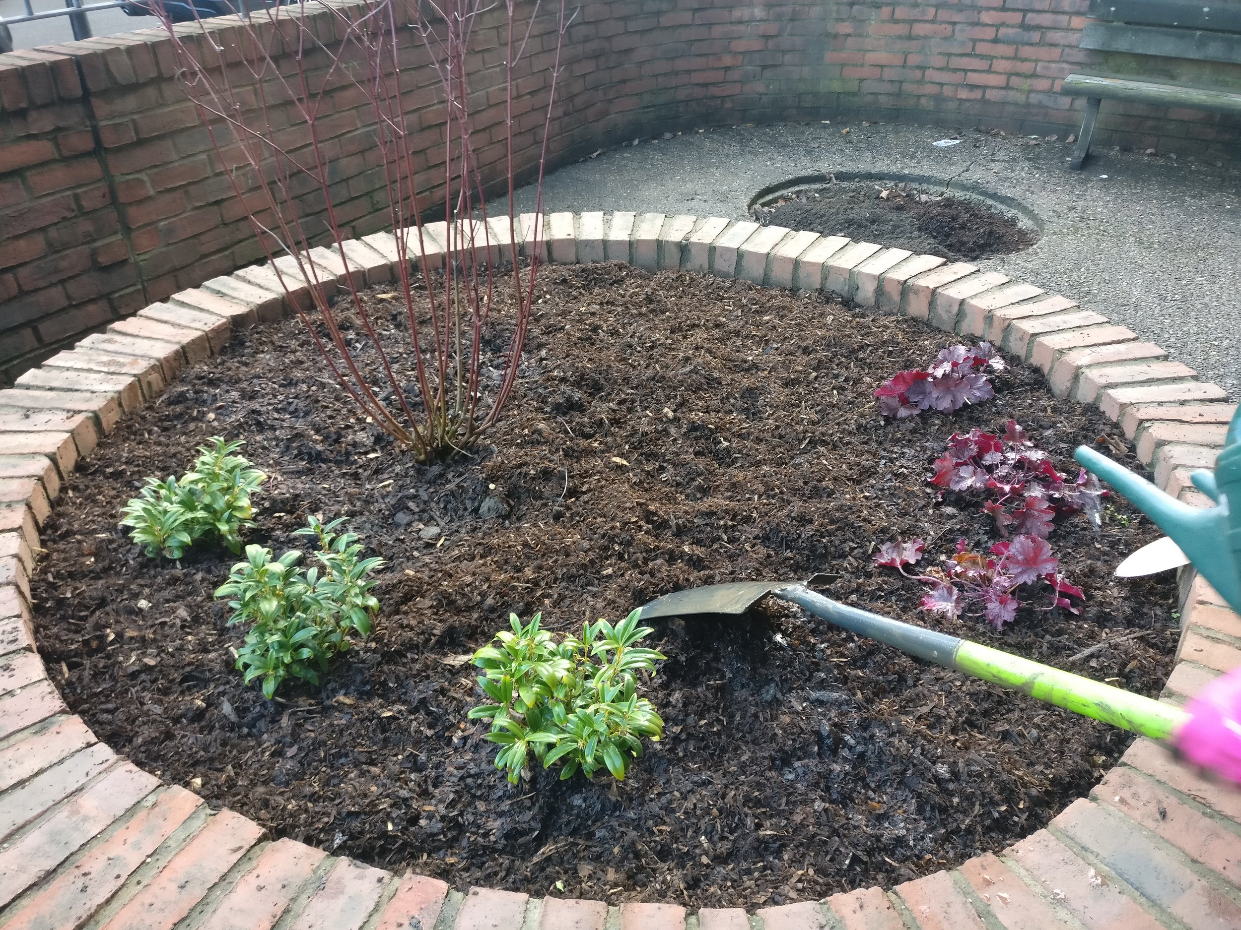 Some of the new plants are in!