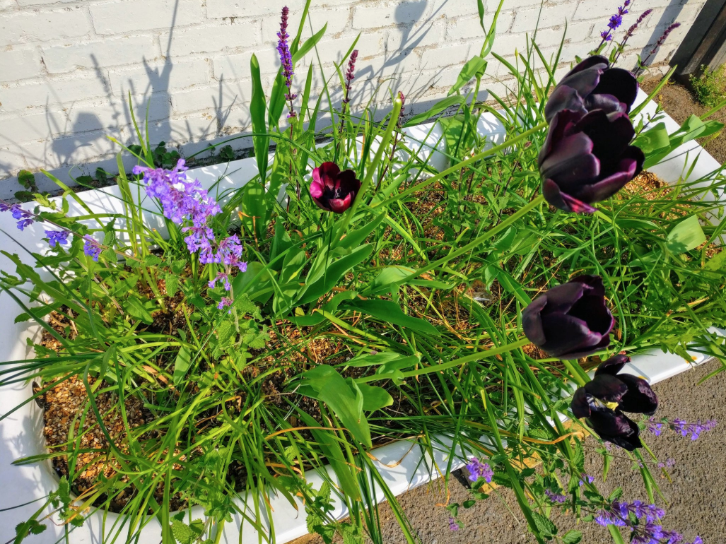 Tulips blooming in a bath planted in October as part of the Adopt A Tub project