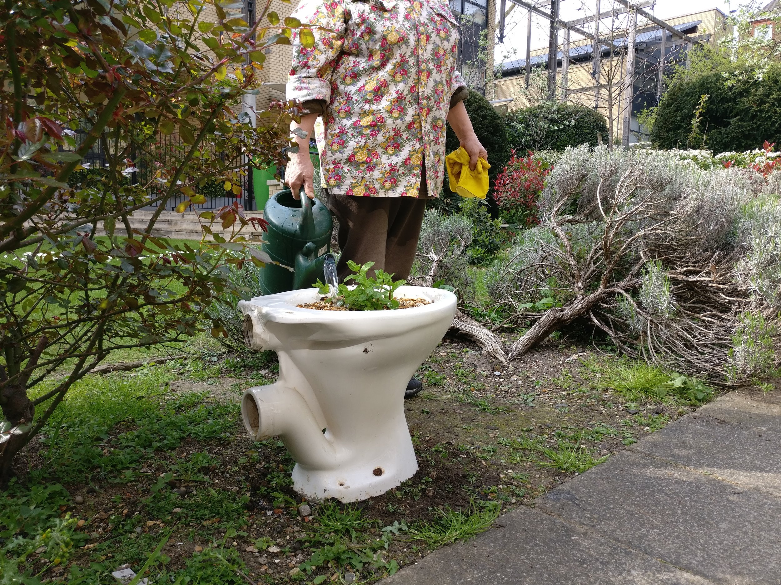 Planting a mint toilet for Aina at New City College