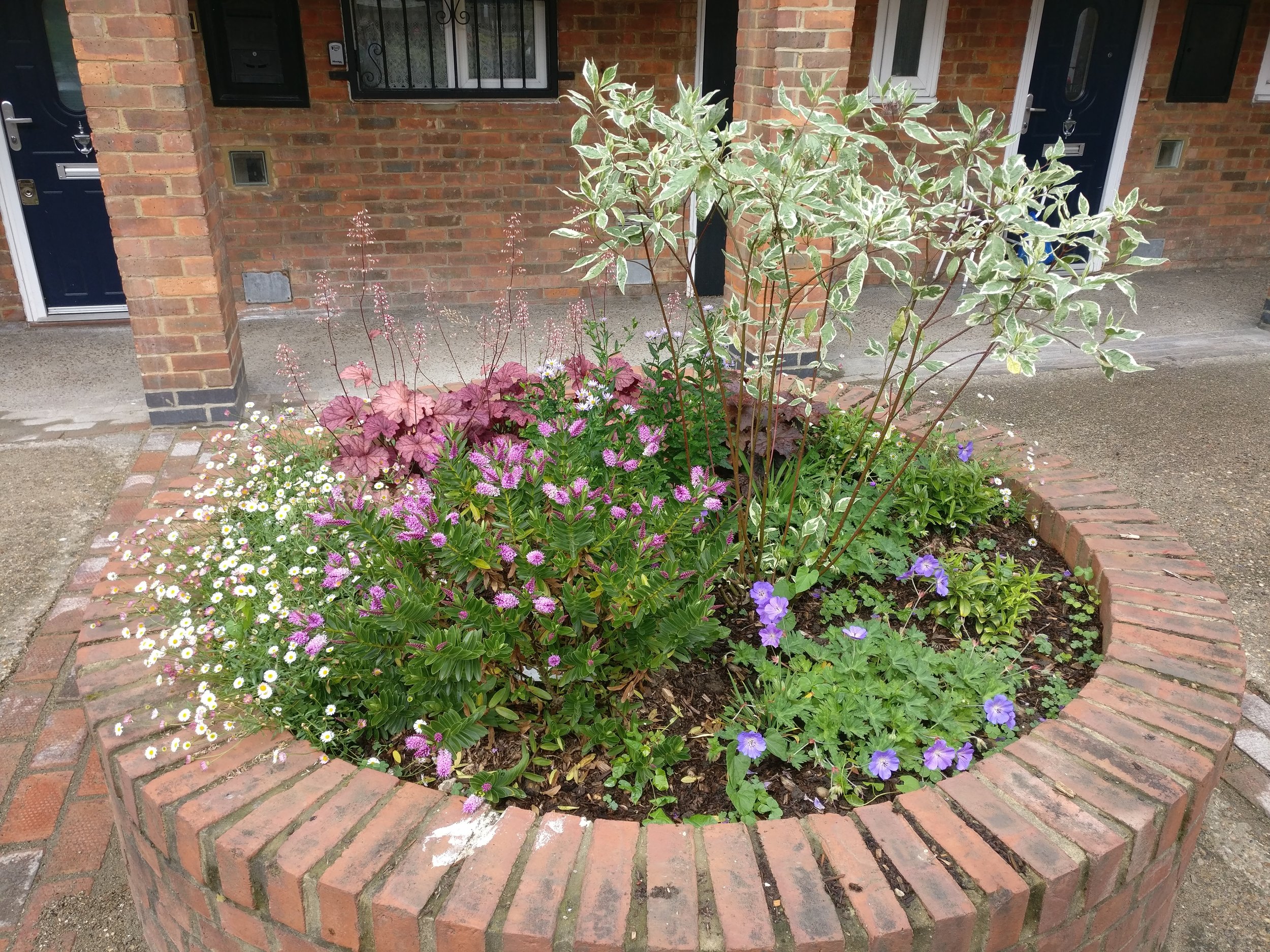 Blooming beds in June 2019