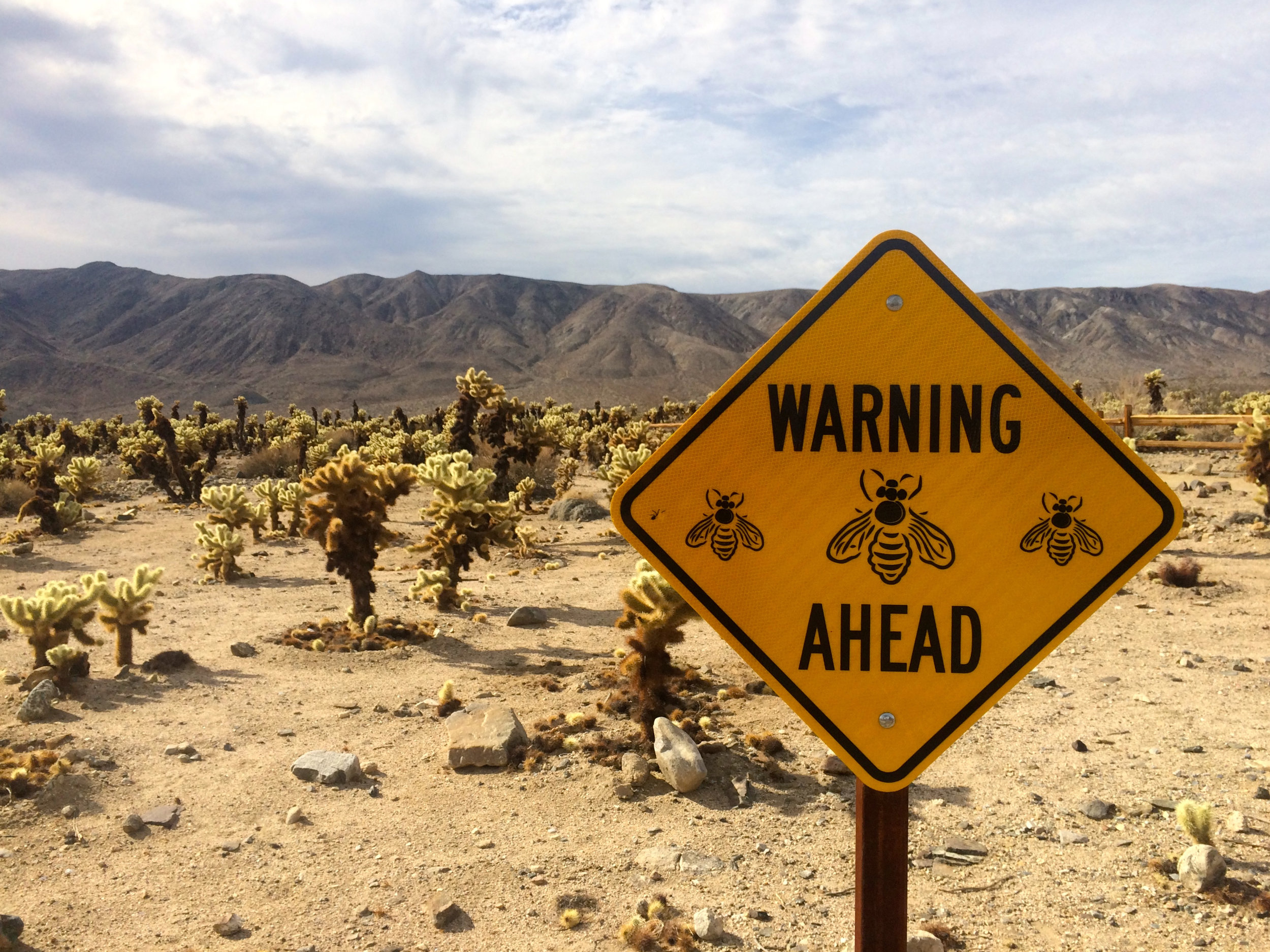 Joshua Tree National Park, California USA, Planet Earth.