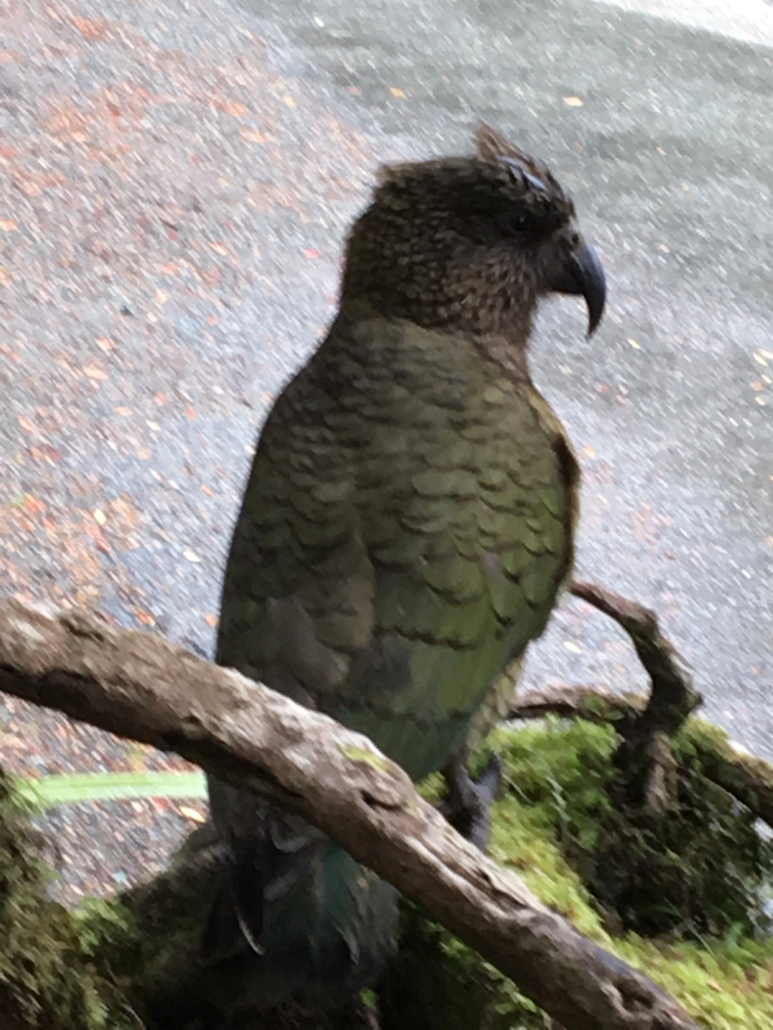 Vuoristomaisemissa palmuja ja papukaijoja, ei kovin yleistä?