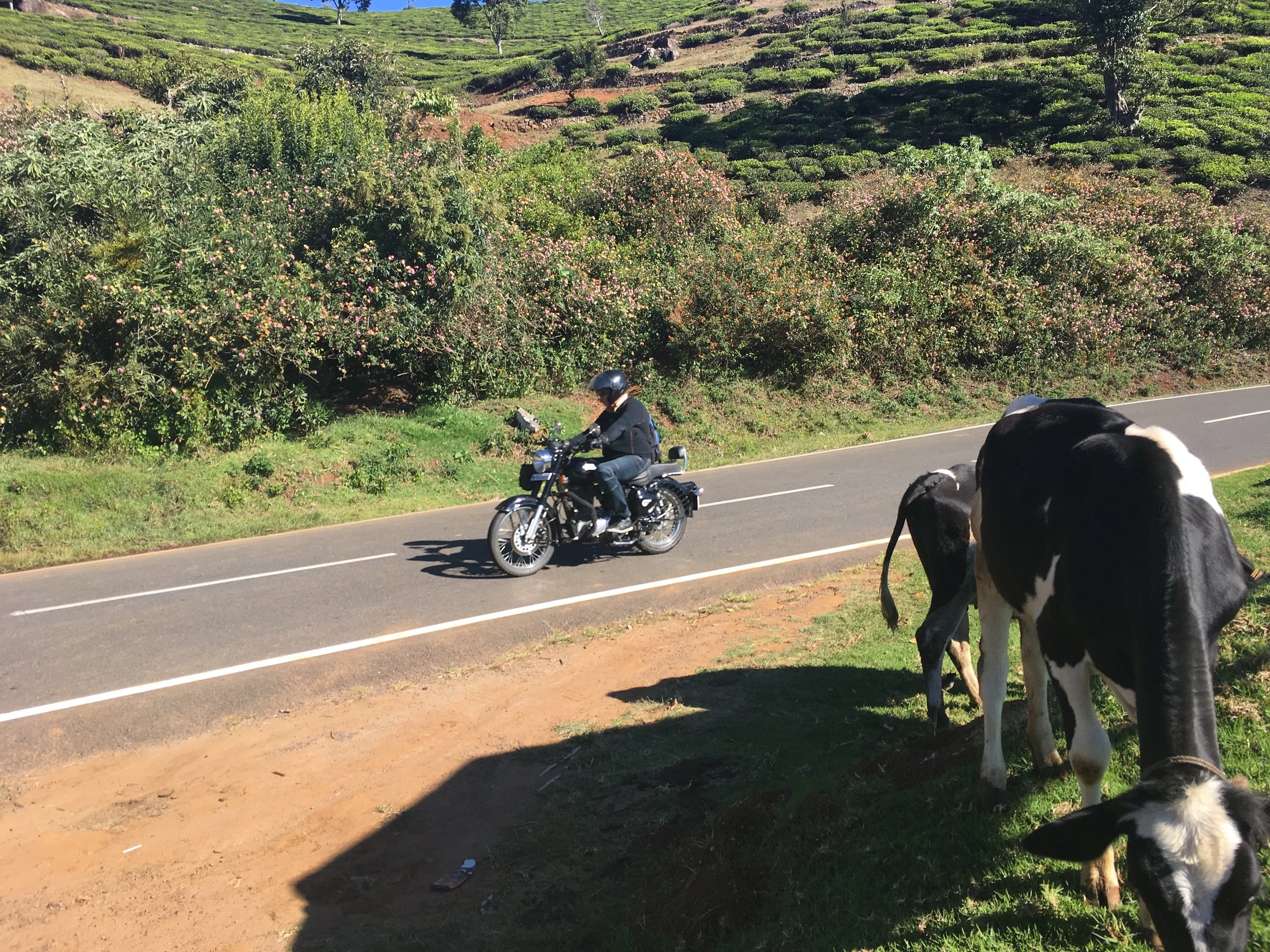 Päivä 5 | Intia | Mysore - Ooty | 159km