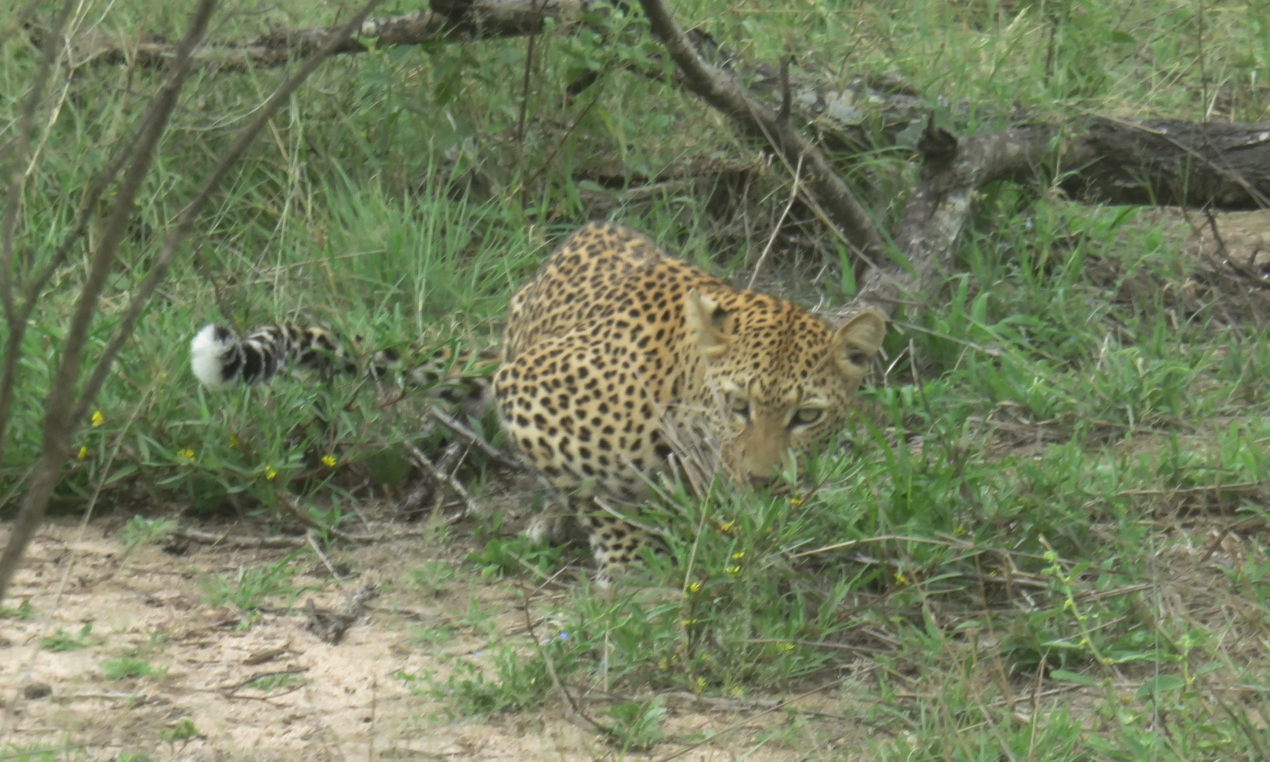 Päivät -2 ja -1 | Helsinki - Johannesburg - Kruger