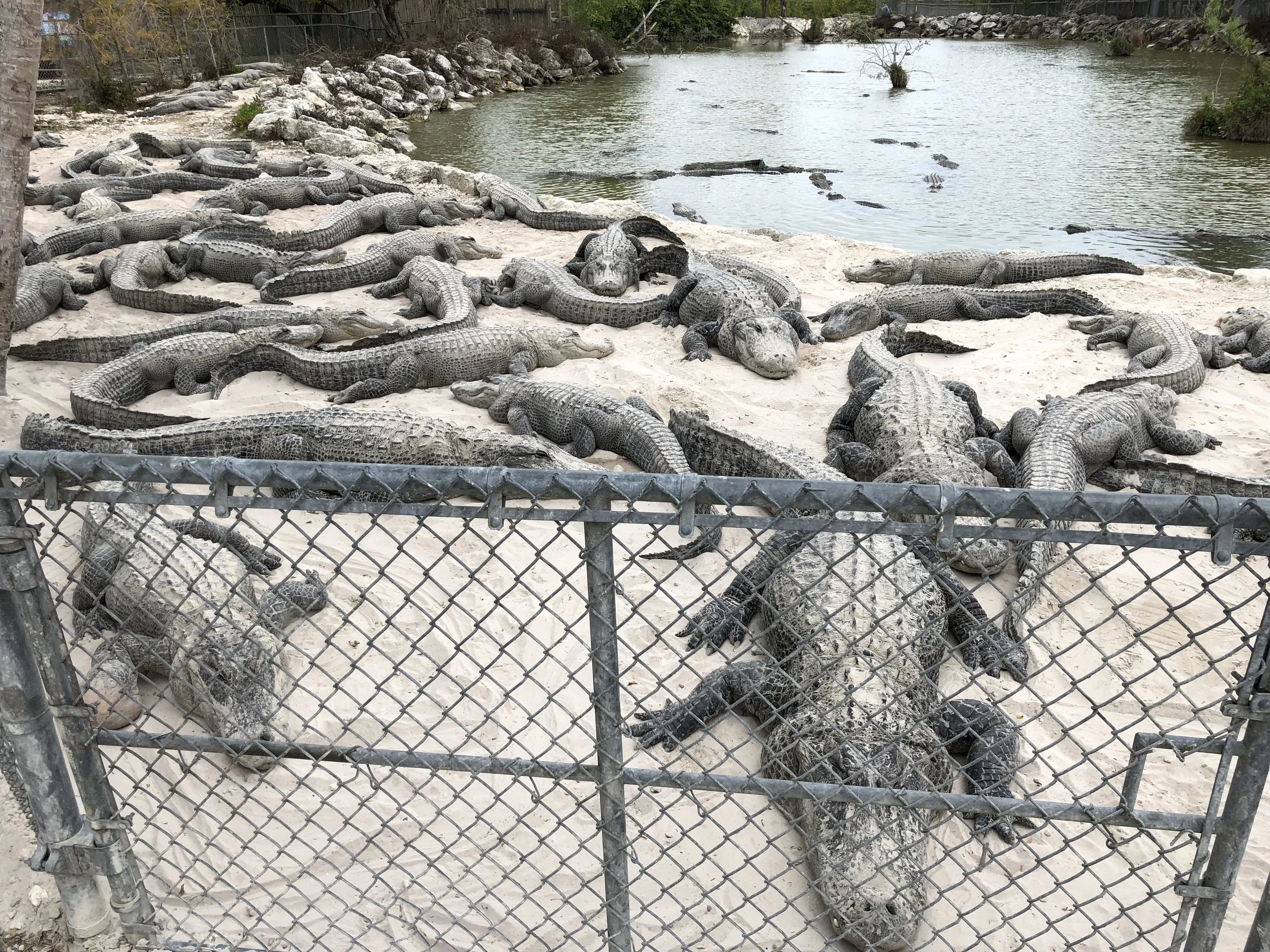 Päivä 4 | Easy Rider | Key West - Ever Glades | 220km