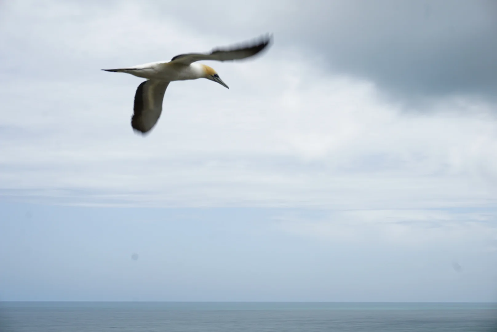 Päivä 2 Kiwi  | Auckland - Kauri Forest - Kaitaia | 300 km.