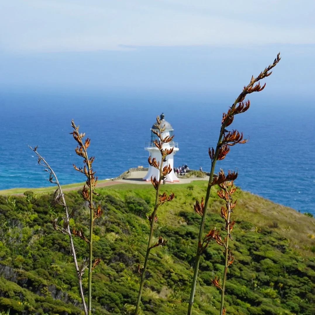 Päivä 3 | Kaitaia - Cape Reigna - Orewa | 490 km. 
