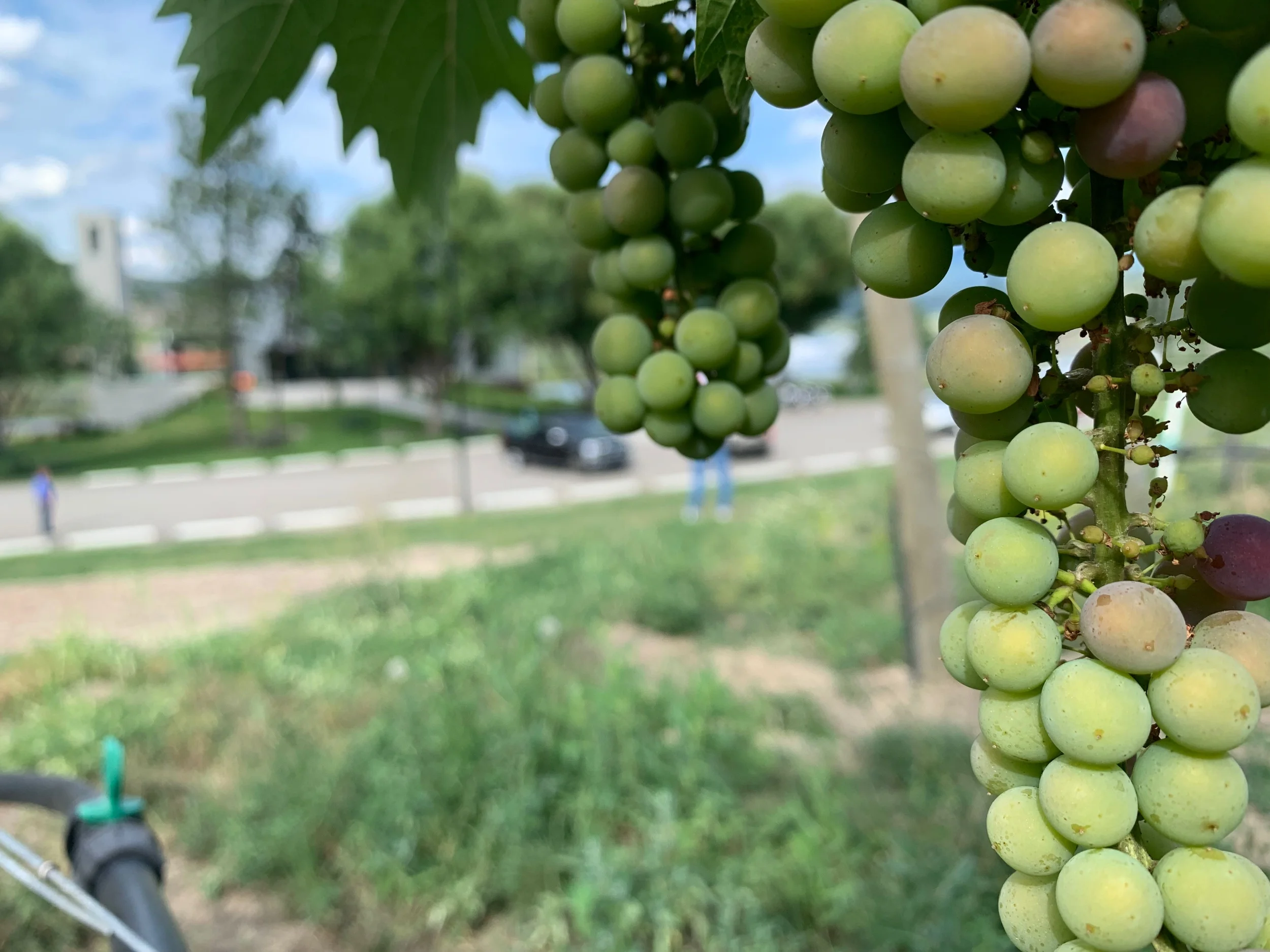 Päivä 9 | Valemount - Kamloops | 320km