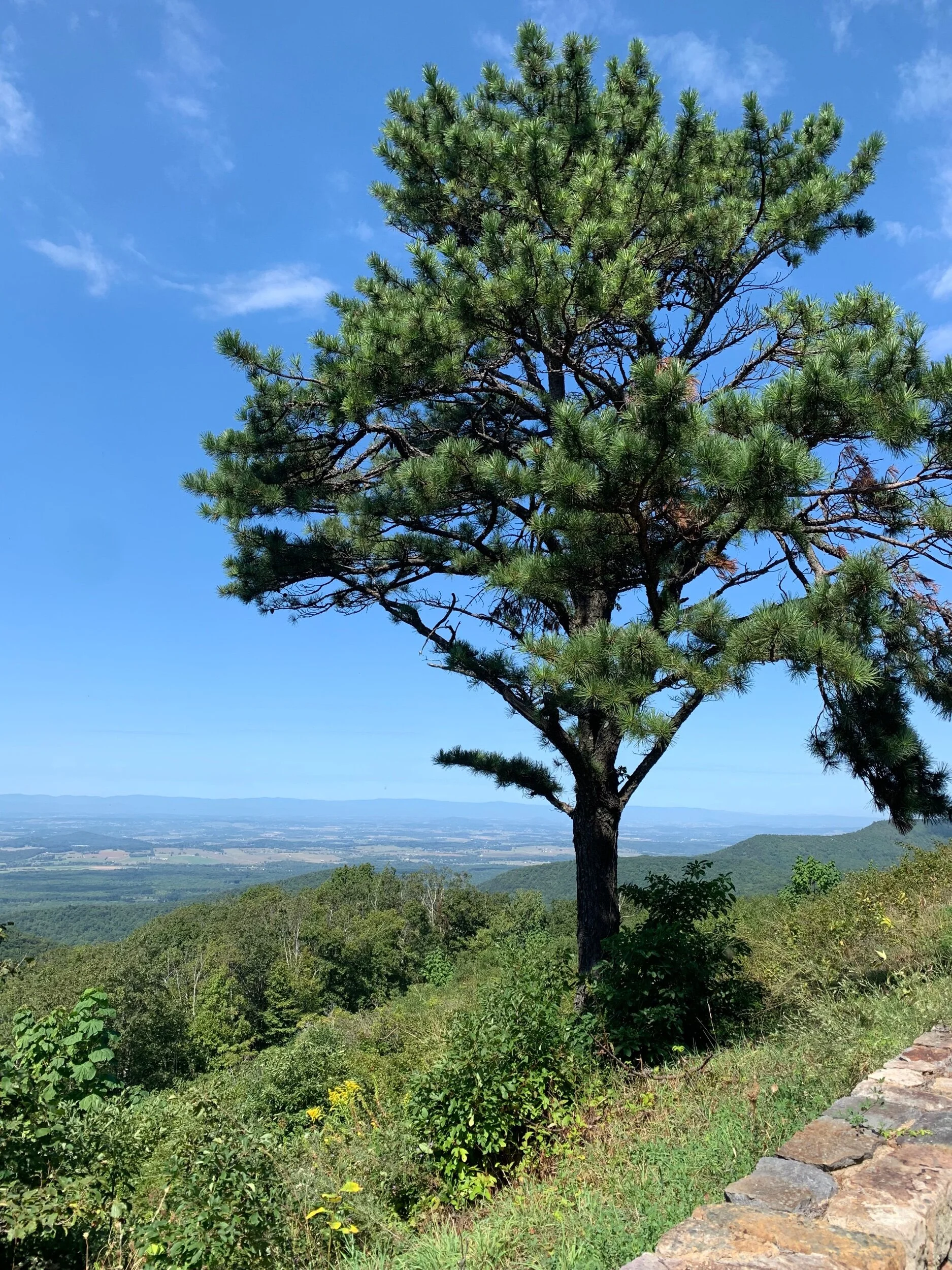 Maisemat ovat upeita puistotien mutkitellessa 2000-6000 jalan korkeudessa.