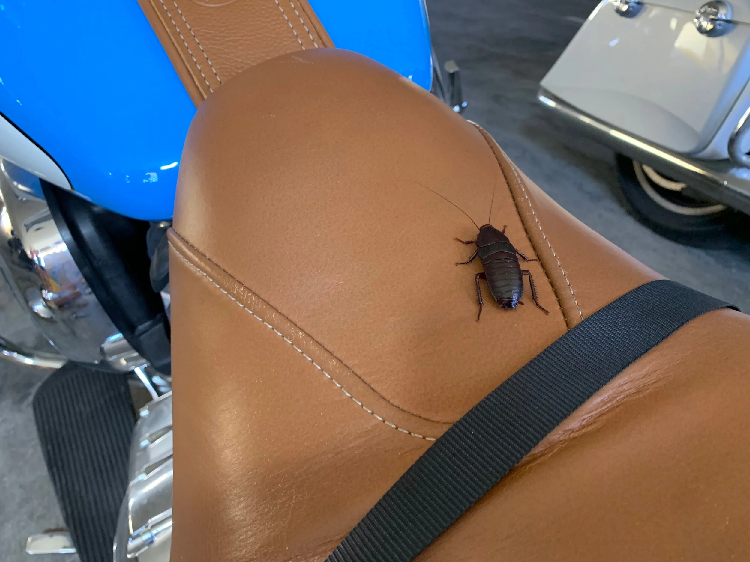 Ville on saanut “tarakka-torakan” kaveriksi. Torakkaa hätistellessä se piiloutuu penkin alle, Villelle vähän lisäjännitystä shortsit jalassa ajoon ;)