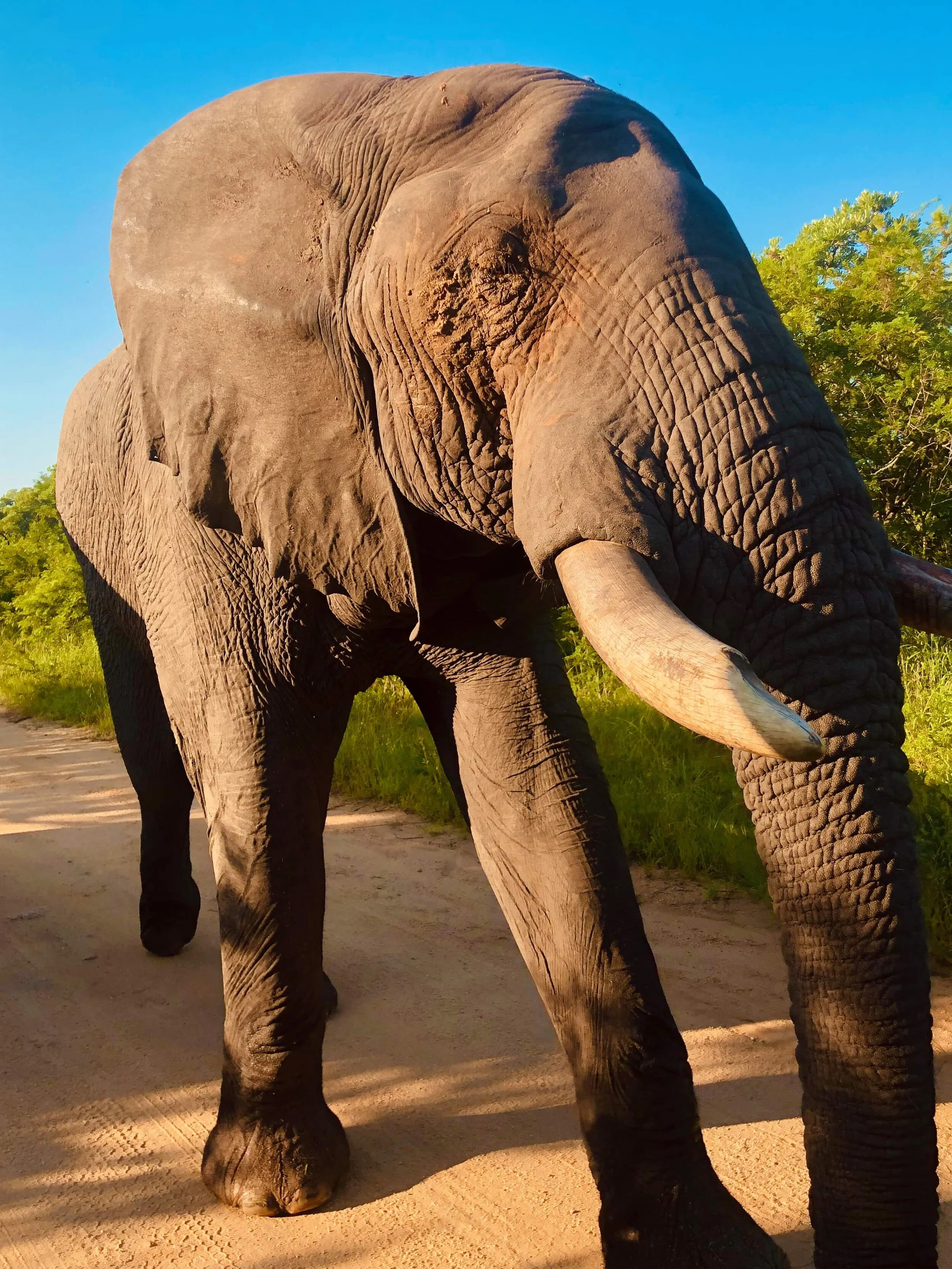 Päivä 3 Krugerin kansallispuisto - kokopäivä safari