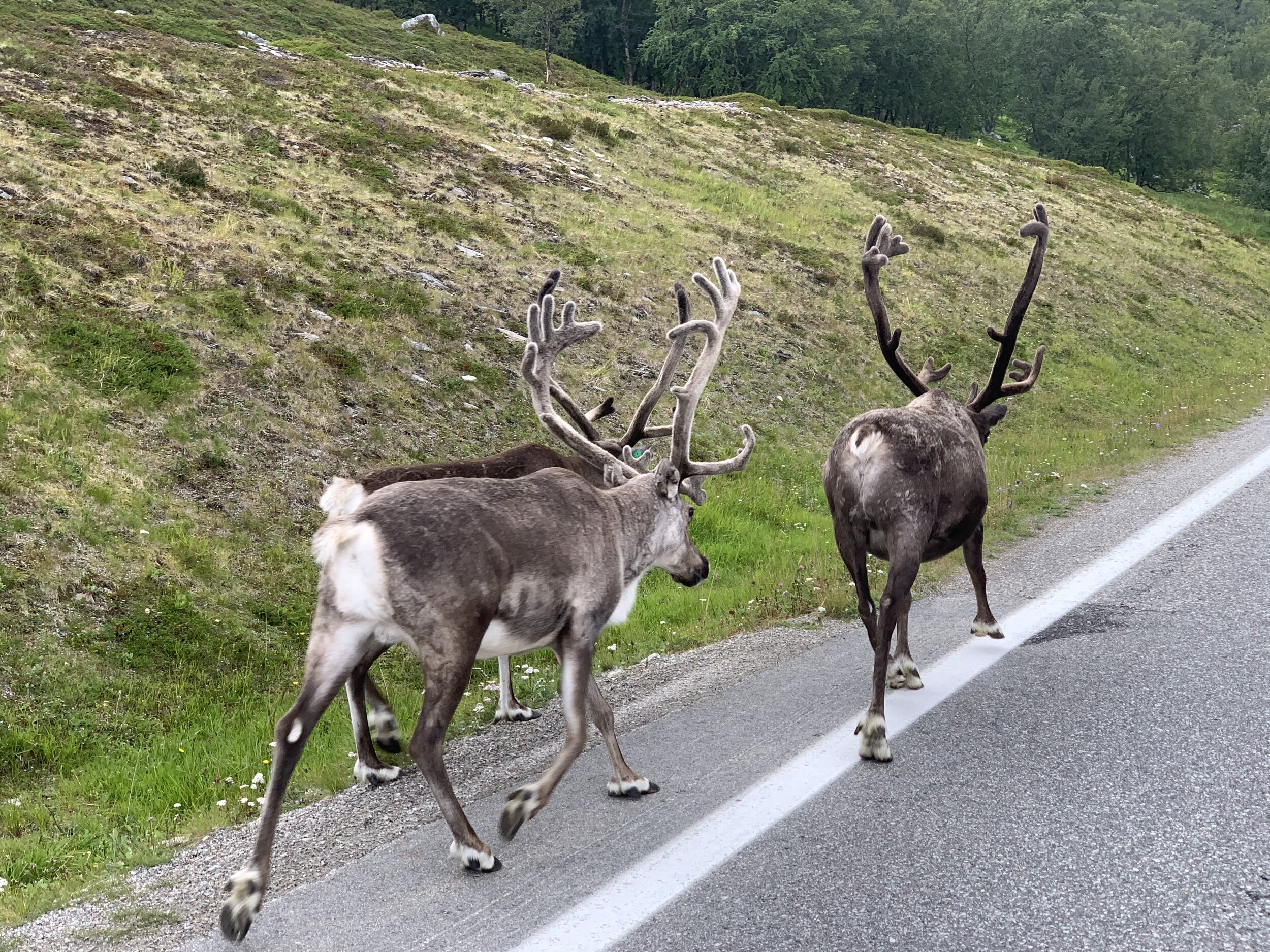 Lofootit | Päivä 4 | Olderfjord - Hammerfest - Alta | 280 km