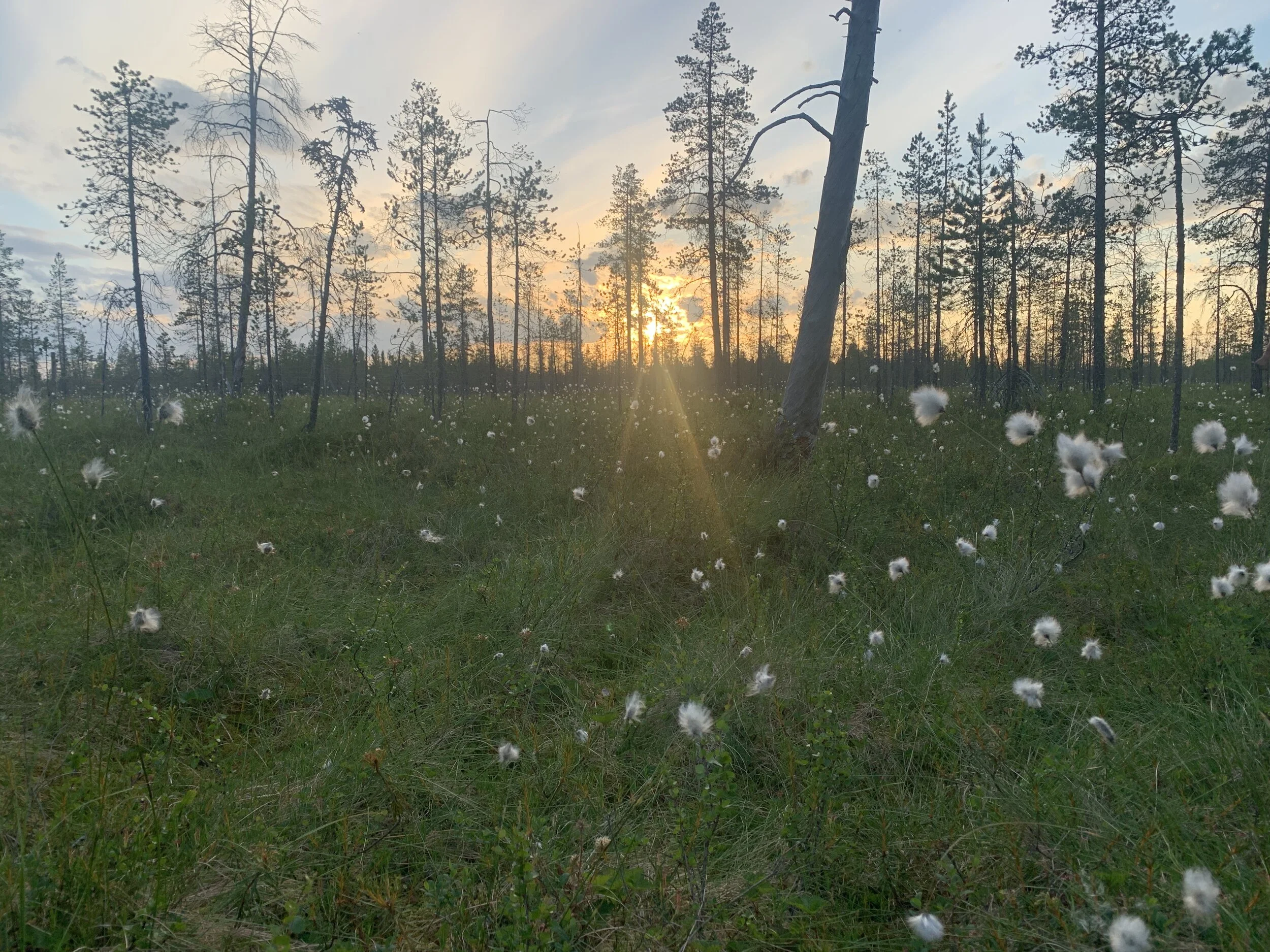 Hyvää yötöntä yötä.