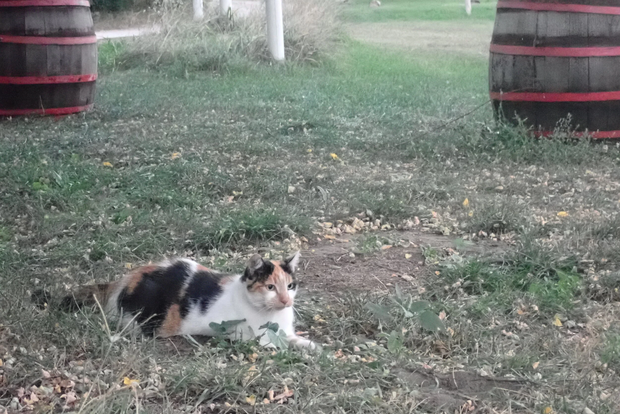 Päivä 1 |  Akác-tanya, Unkari