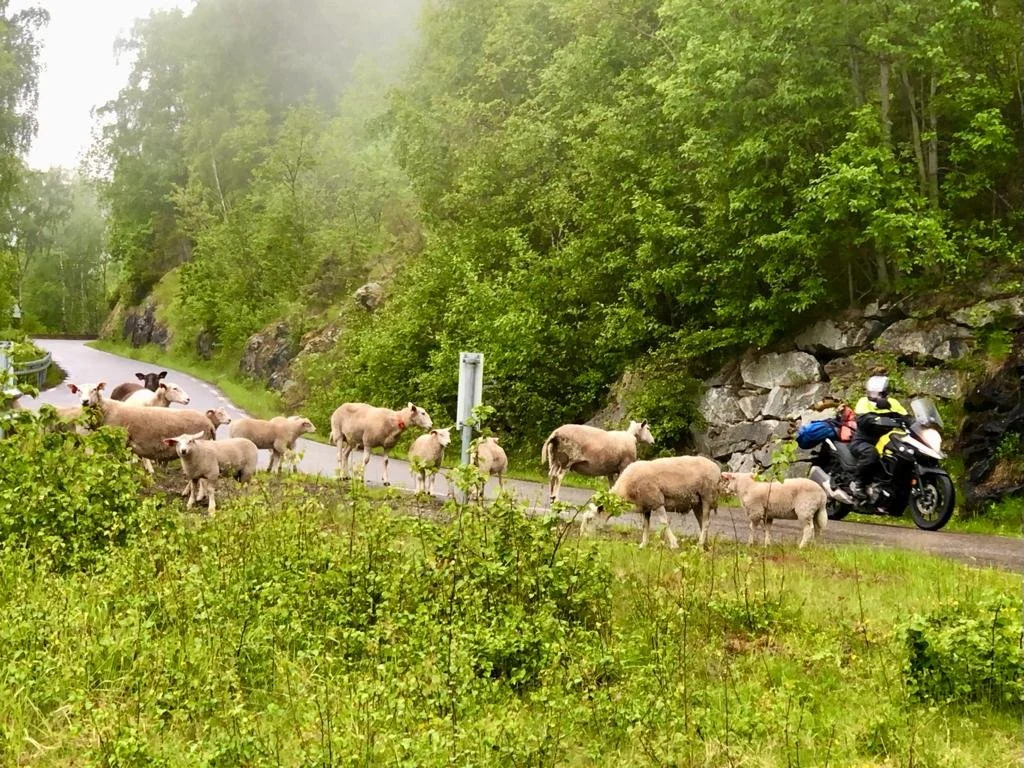 Päivä 7 | Aurlandsvangen - Stryn - Geiranger | 284 km