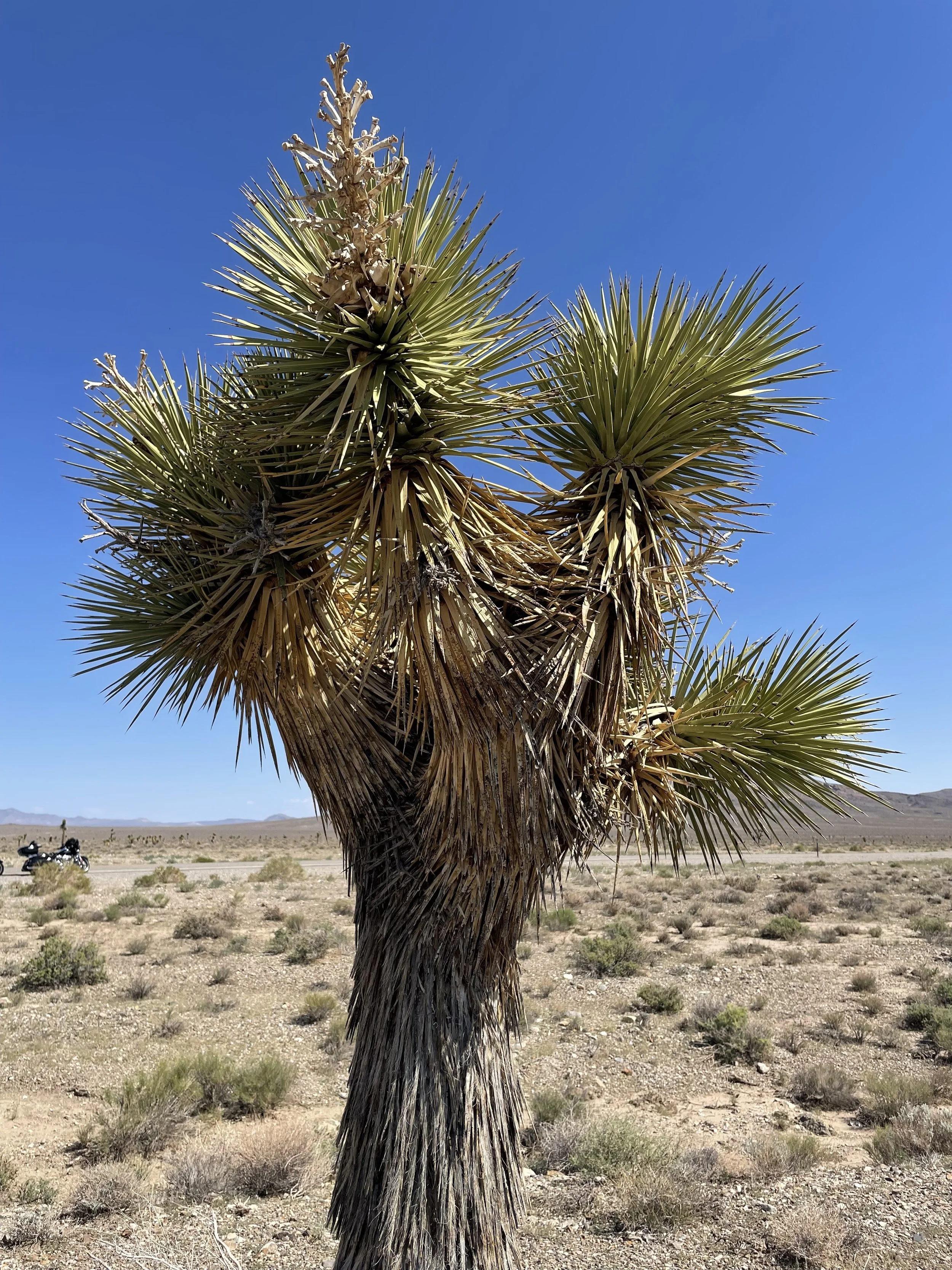 Päivä 6 | Mammoth Lakes – Las Vegas | 520 km