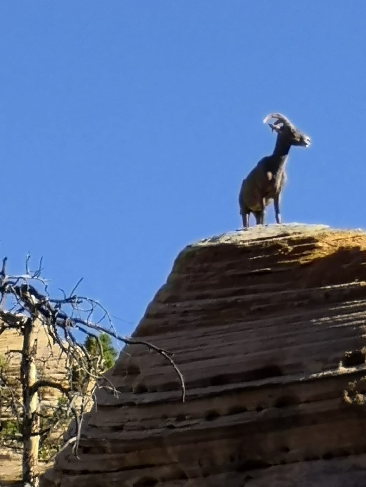 Päivä 8 | Las Vegas – Bryce Canyon - Tropic | 420 km