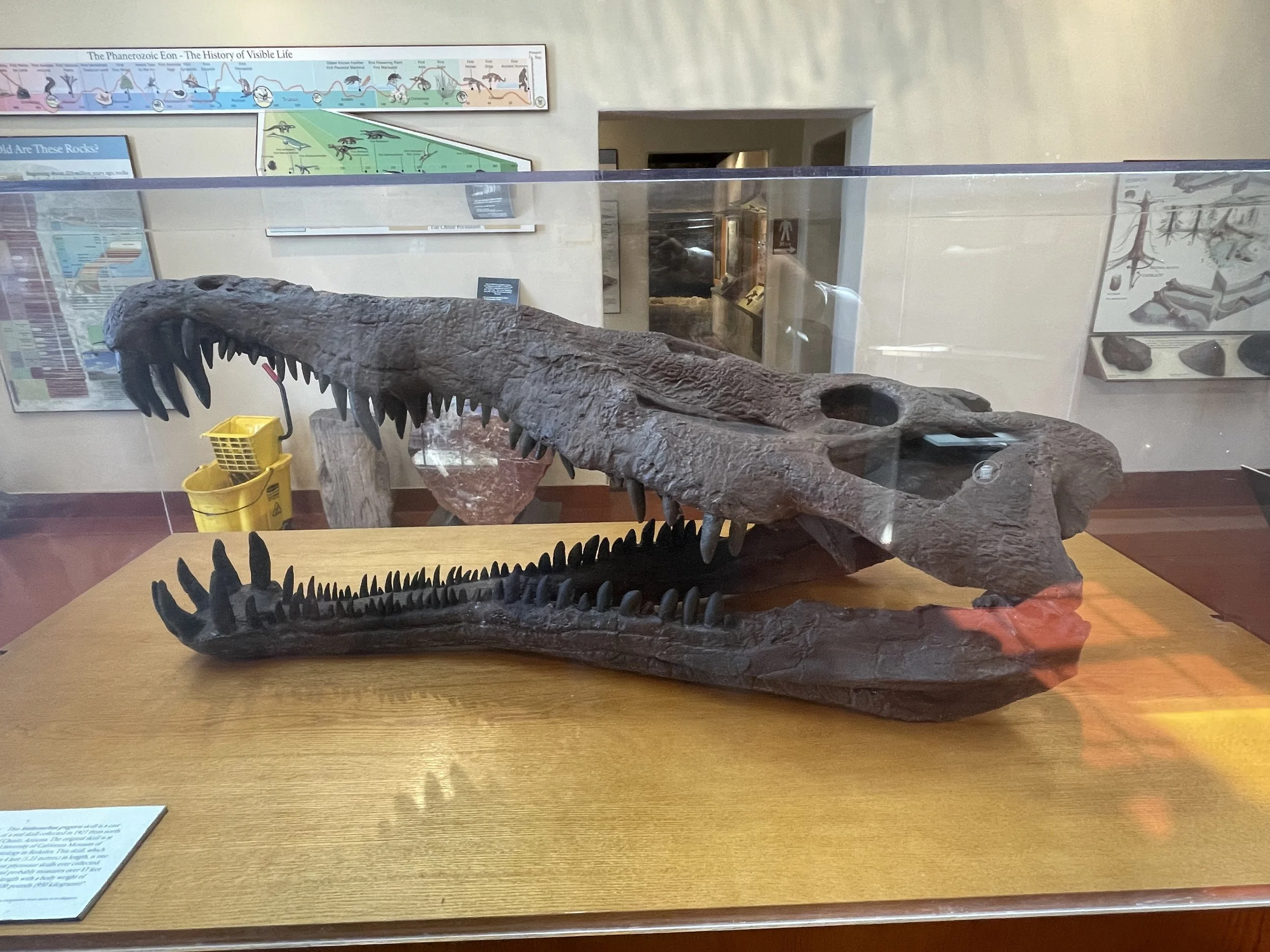 Päivä 11 | Gallup – Petrifield NP - Prescott | 497 km