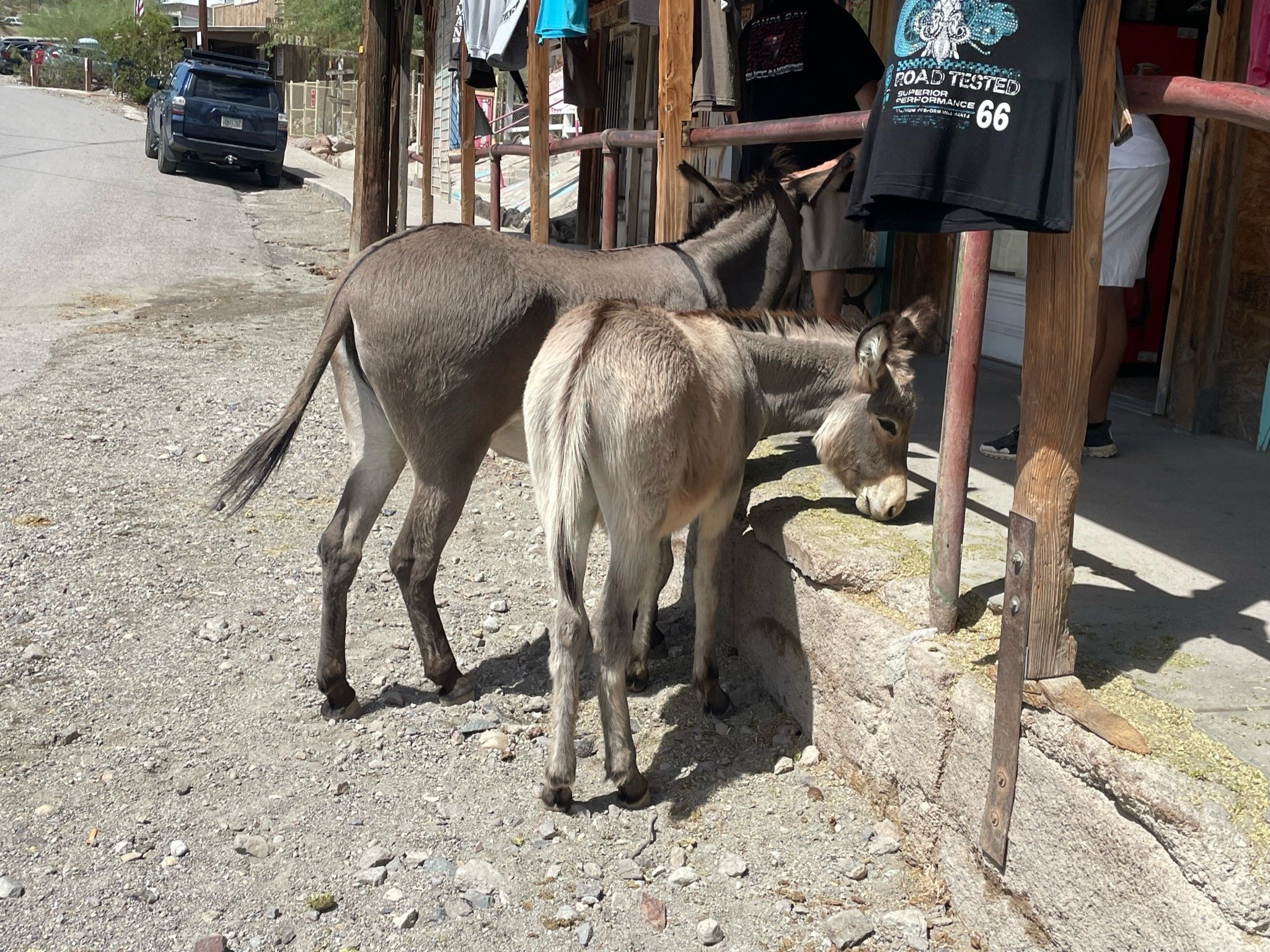 Päivä 13-14  I  Williams-Las Vegas, vapaapäivä  I  500km