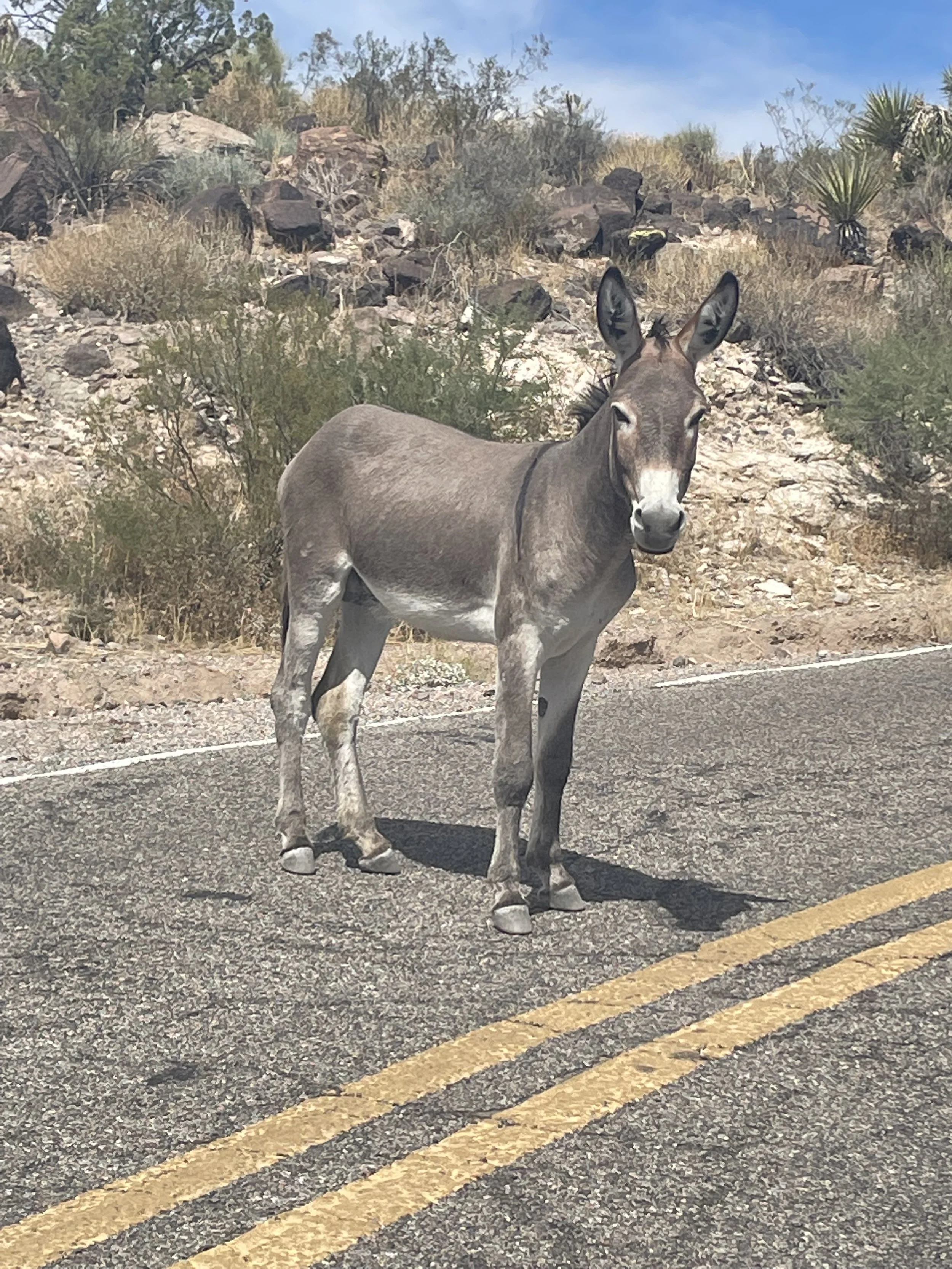 PÄIVÄ 16 I ROUTE66 NY-LA I WILLIAMS - OATMAN - LAS VEGAS 515km