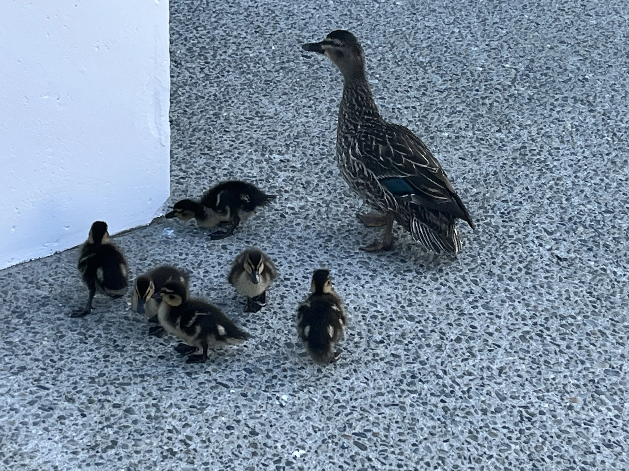15 päivä | Lake Tekapo - Christchurch |