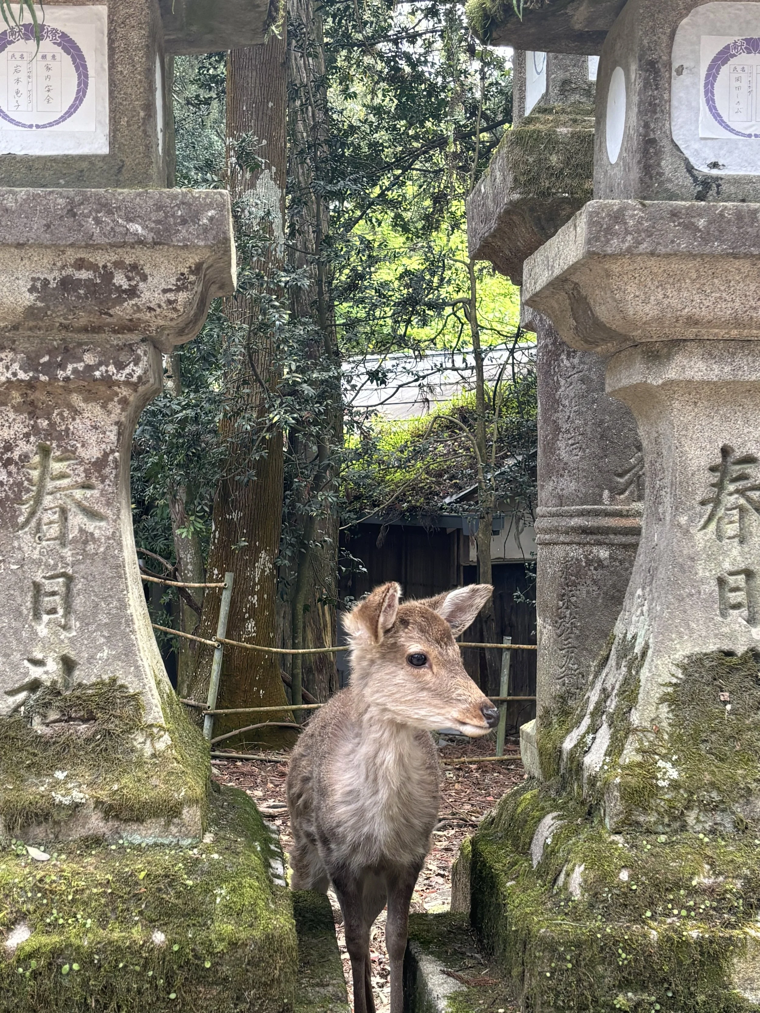 Päivä 6 I Kumano - Kyoto I 250 km