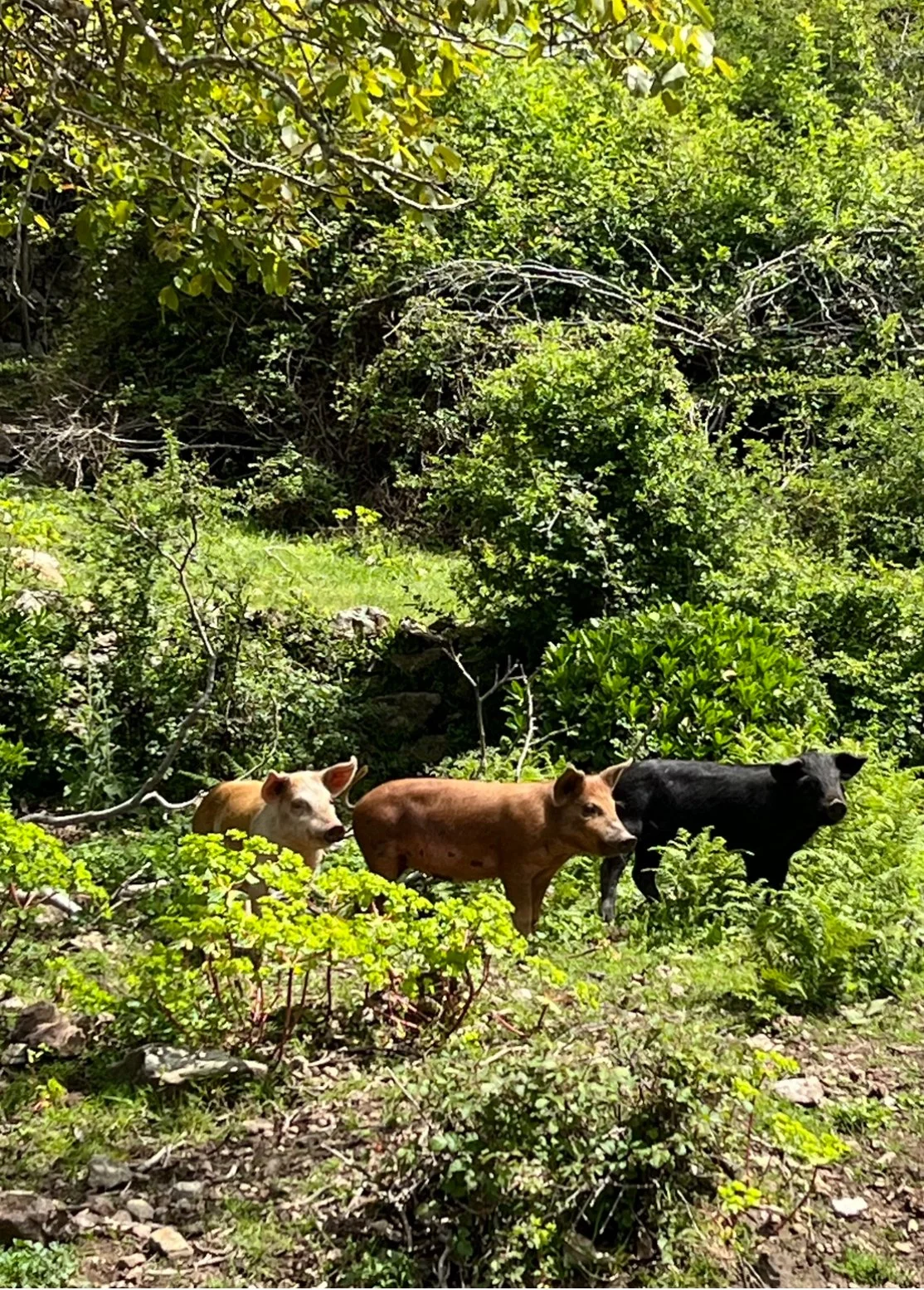 Päivä 5 | Korsika | Bonifacio - Bastia | 280 km